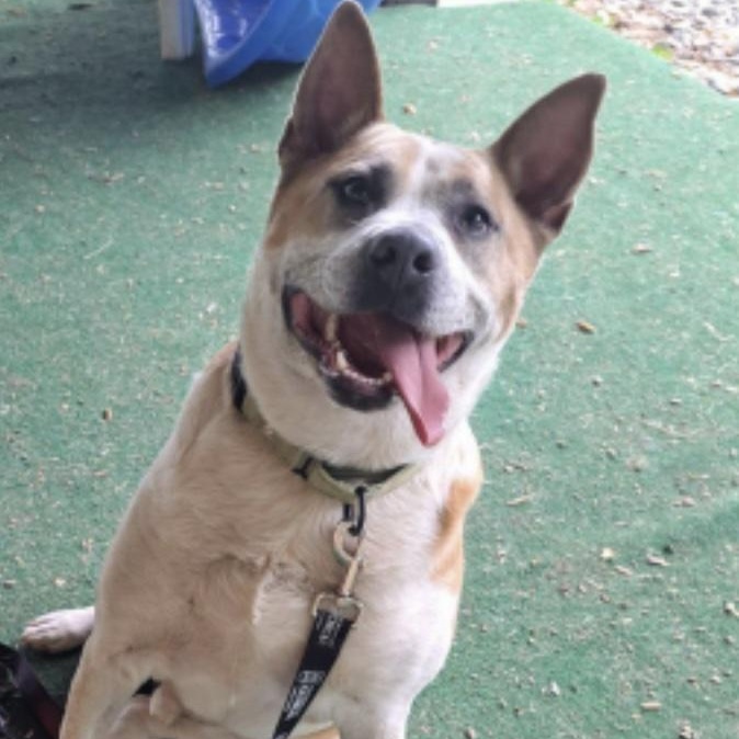 Pickle, a ADOPTABLE mixed breed in Cedarburg, WI image 2/4