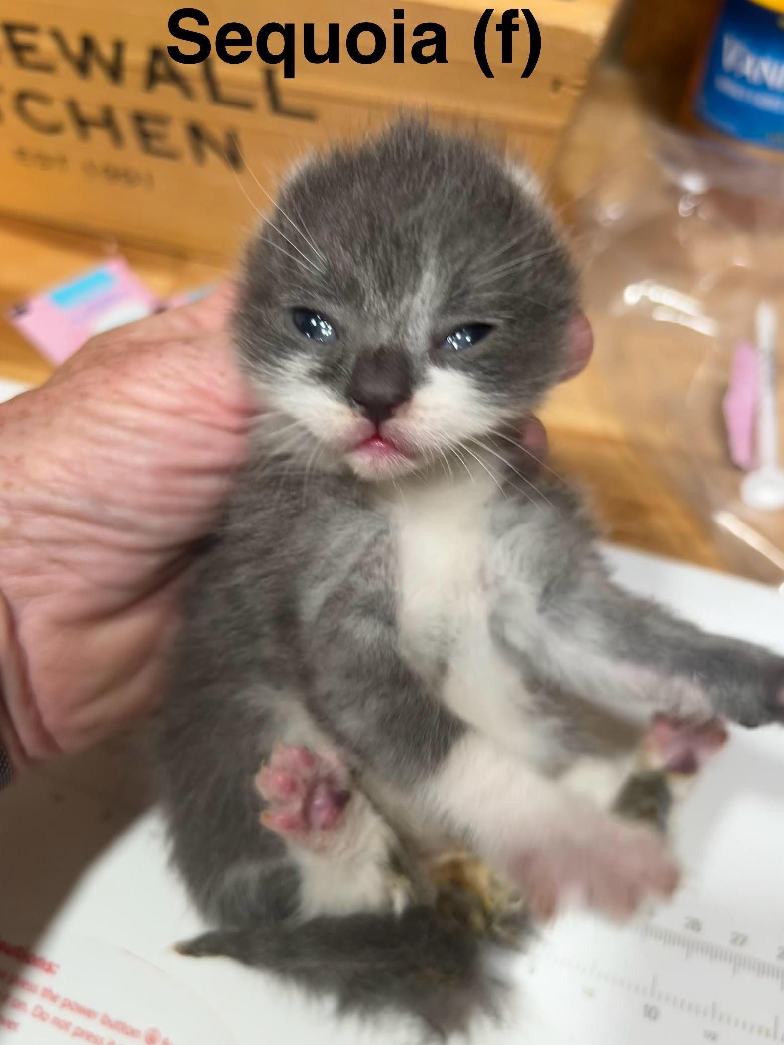 Enlarge Sequoia, a Adopted Domestic Short Hair in Saugerties, NY image 2/3