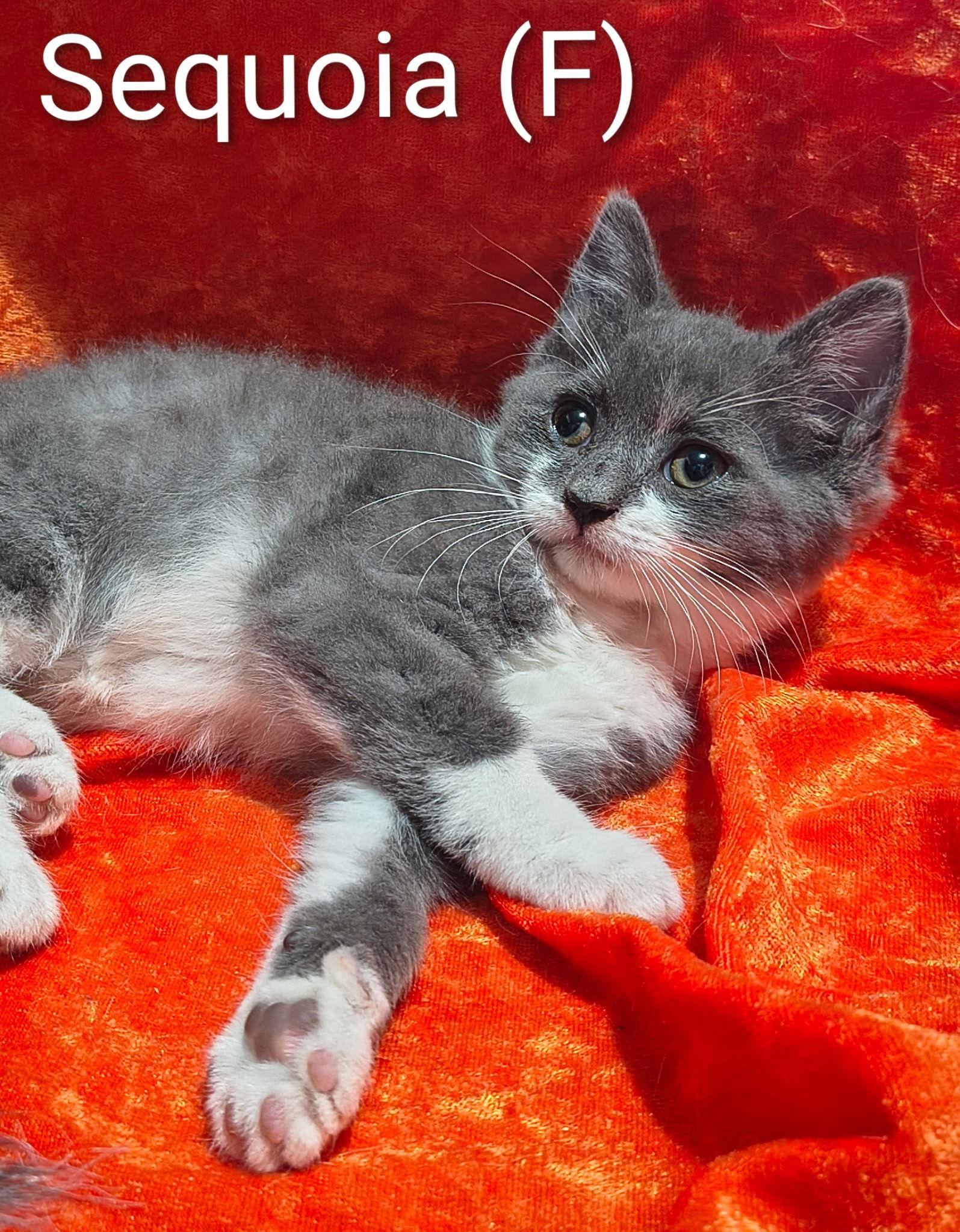 Enlarge Sequoia, a Adopted Domestic Short Hair in Saugerties, NY image 3/3