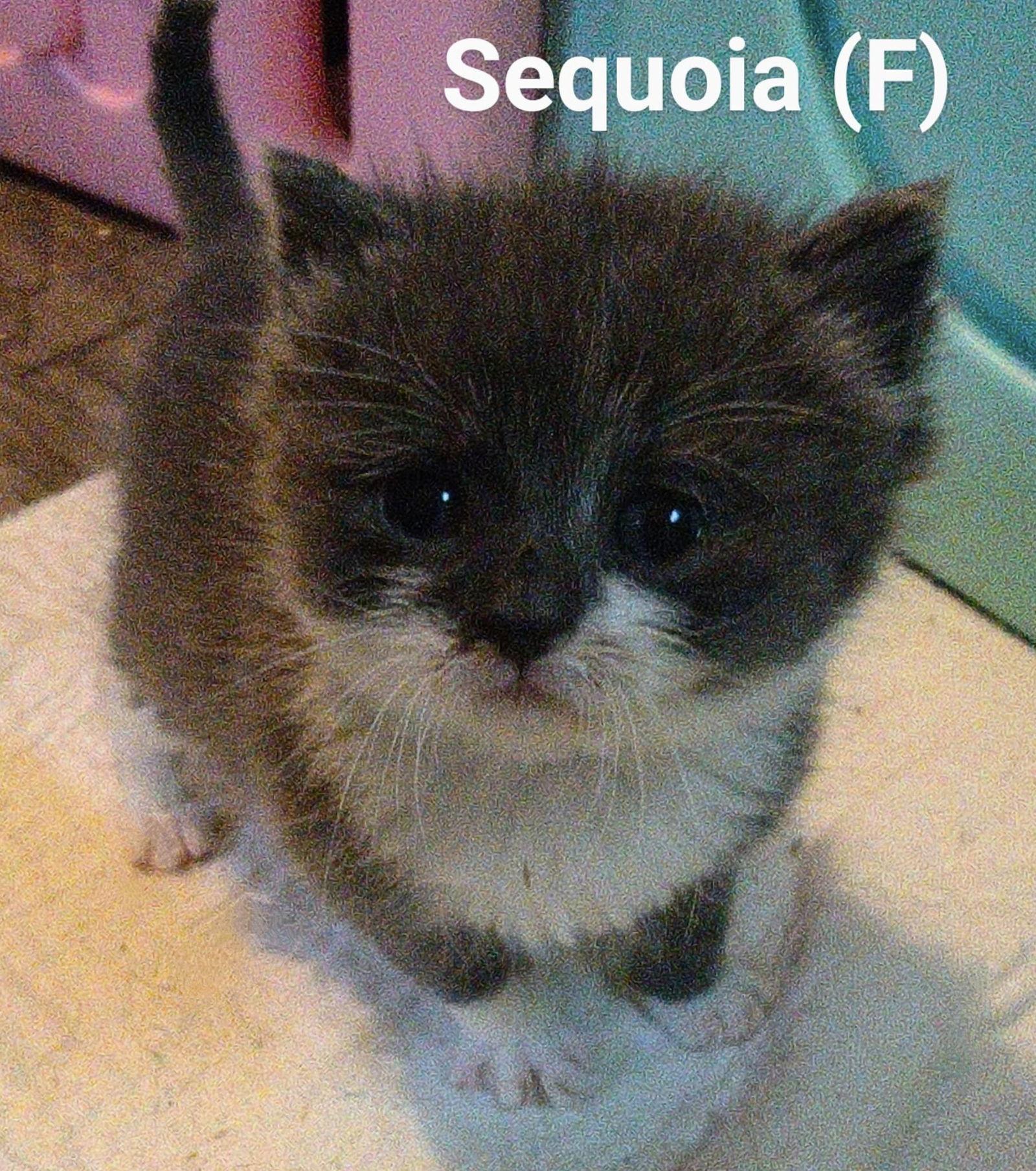 Sequoia, a Adoptable Domestic Short Hair in Saugerties, NY image 2/3