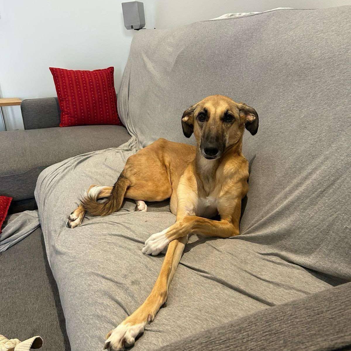 Adorable Simone, an adoptable Saluki in Montreal , QC, H4C 3N4 | Photo Image 4