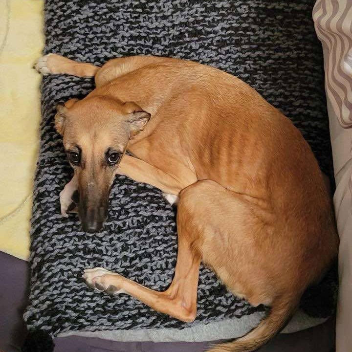 Adorable Simone, an adoptable Saluki in Montreal , QC, H4C 3N4 | Photo Image 3