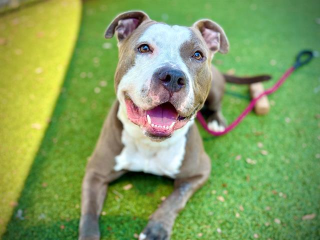 CAPONE, Adoptable, Adult Male Pit Bull Terrier & Mixed Breed.