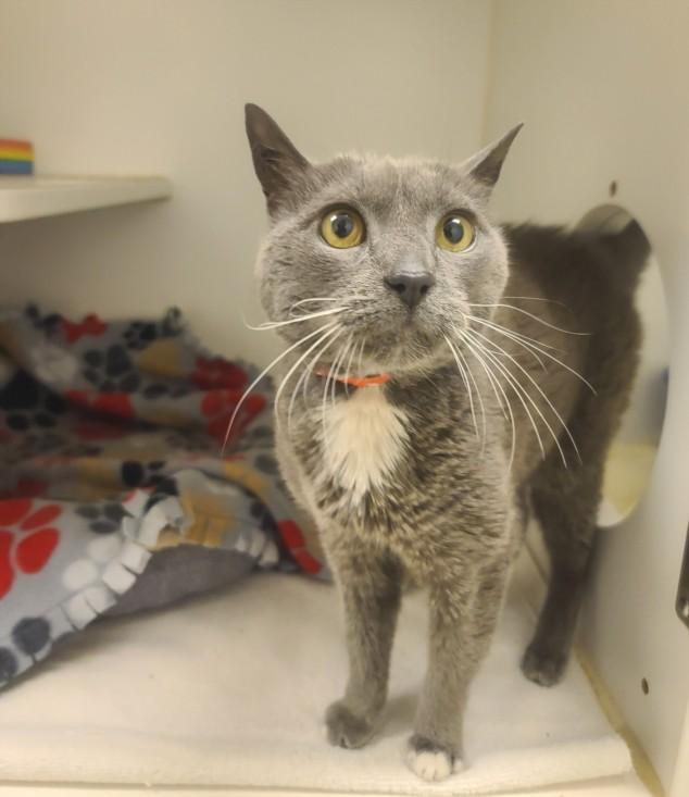 Enlarge AJA, a Adoptable Domestic Medium Hair in Hayward, CA image 1/1