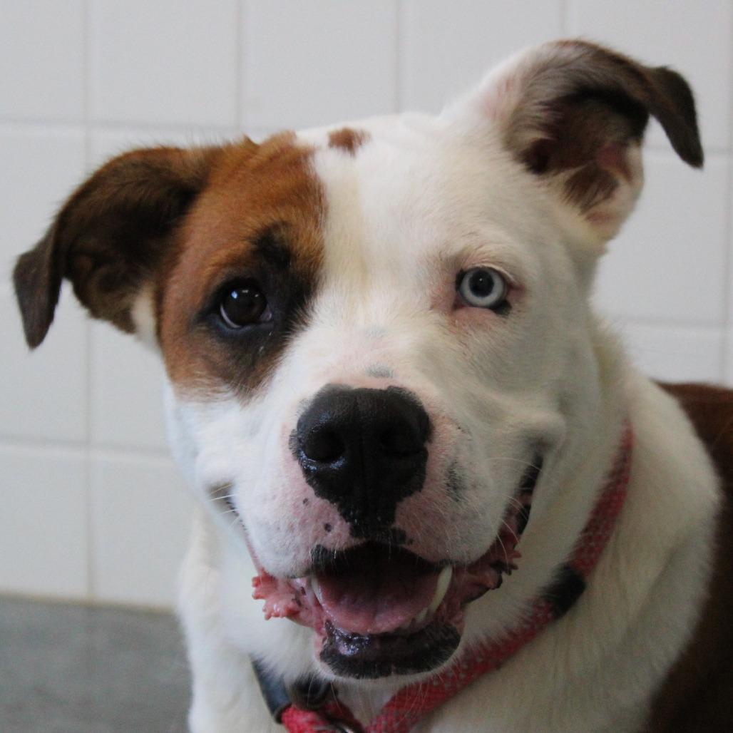 Enlarge Mowgli, a Adoptable Mixed Breed in Melbourne, KY image 3/6