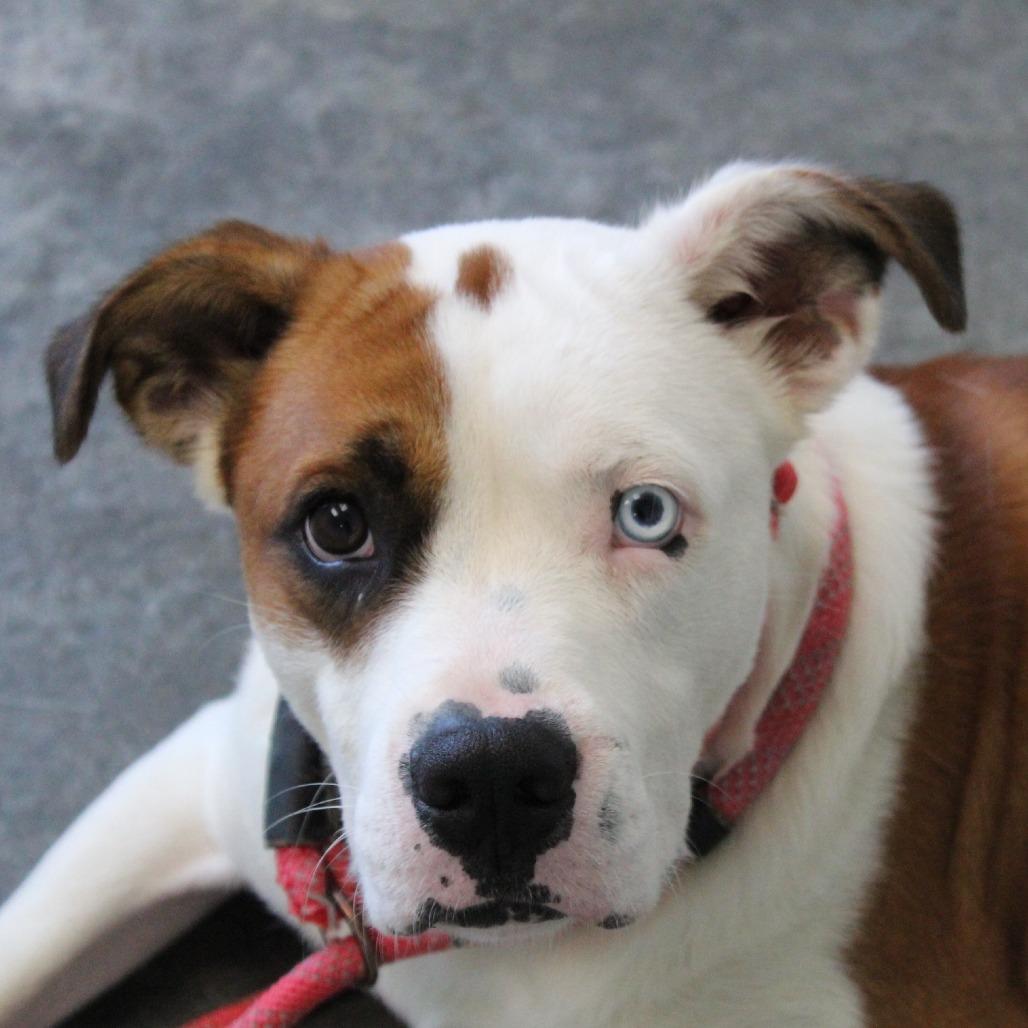 Enlarge Mowgli, a Adoptable Mixed Breed in Melbourne, KY image 5/6