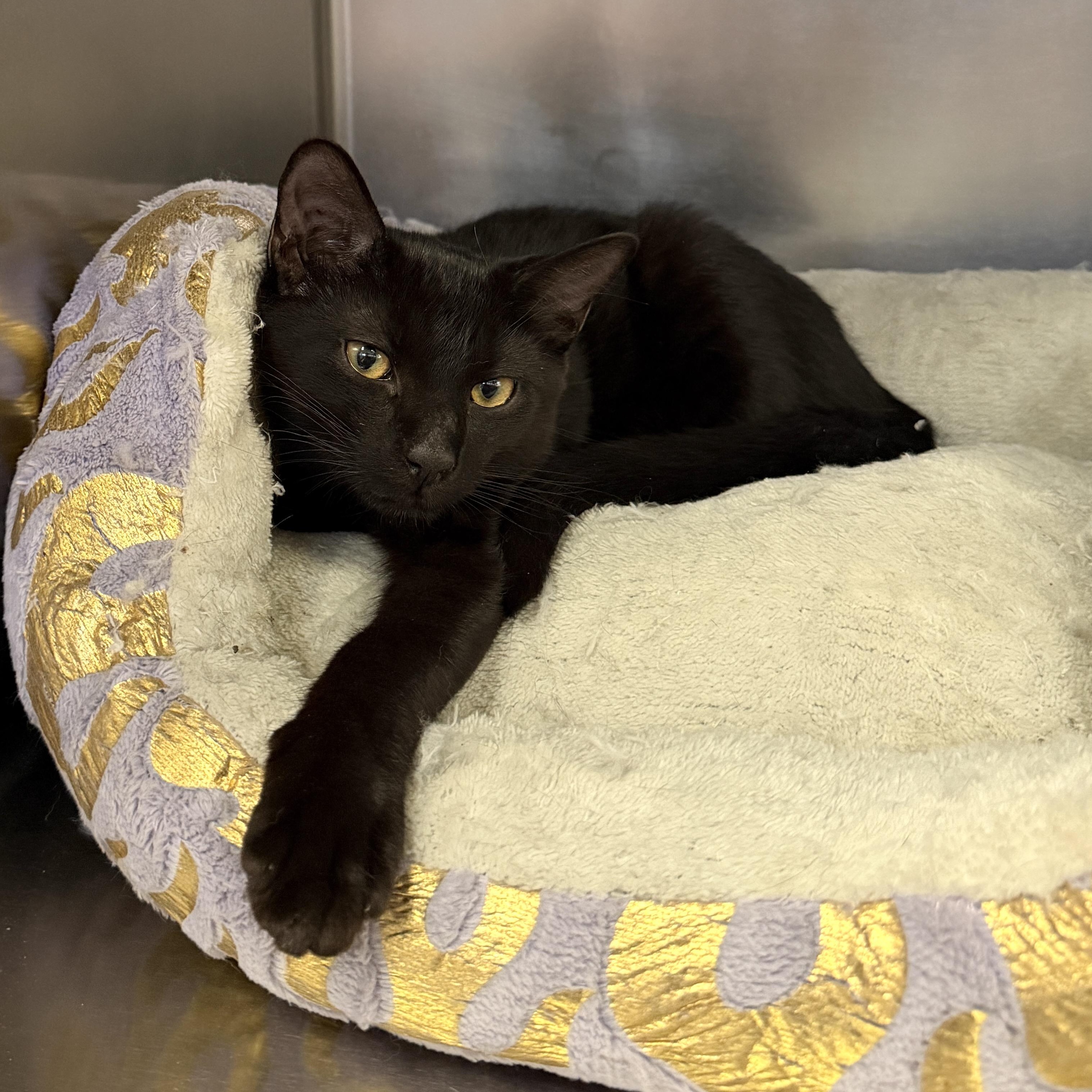 Enlarge Bruce, a ADOPTABLE Domestic Short Hair in Wantagh, NY image 1/1