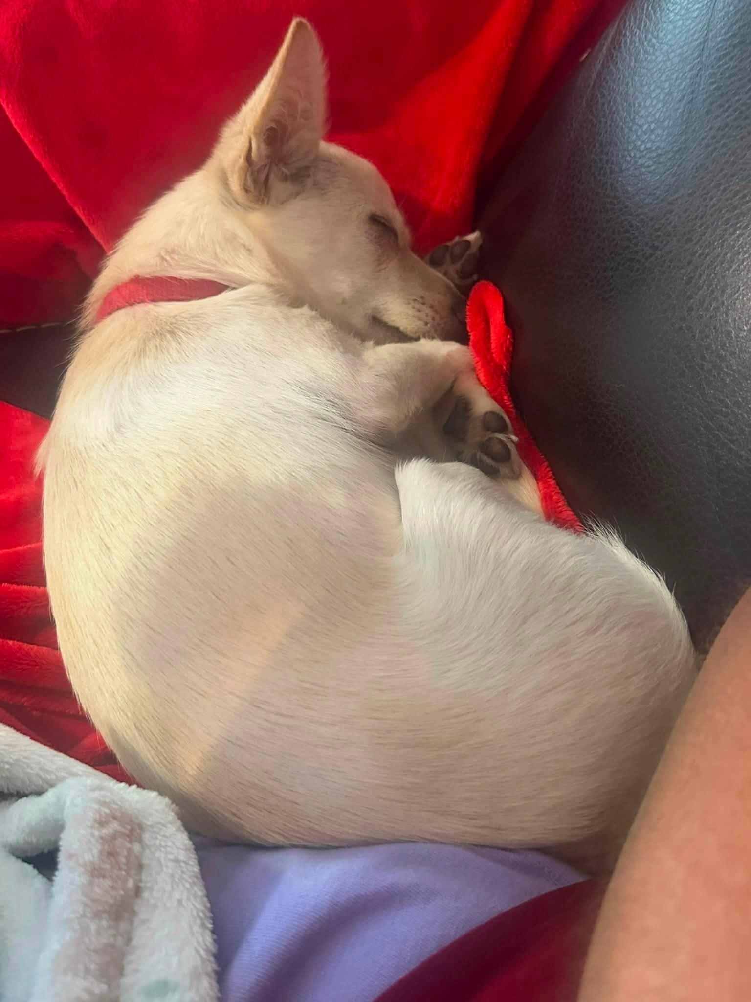Enlarge Gillian, a Adopted Chihuahua in Austin, TX image 1/6