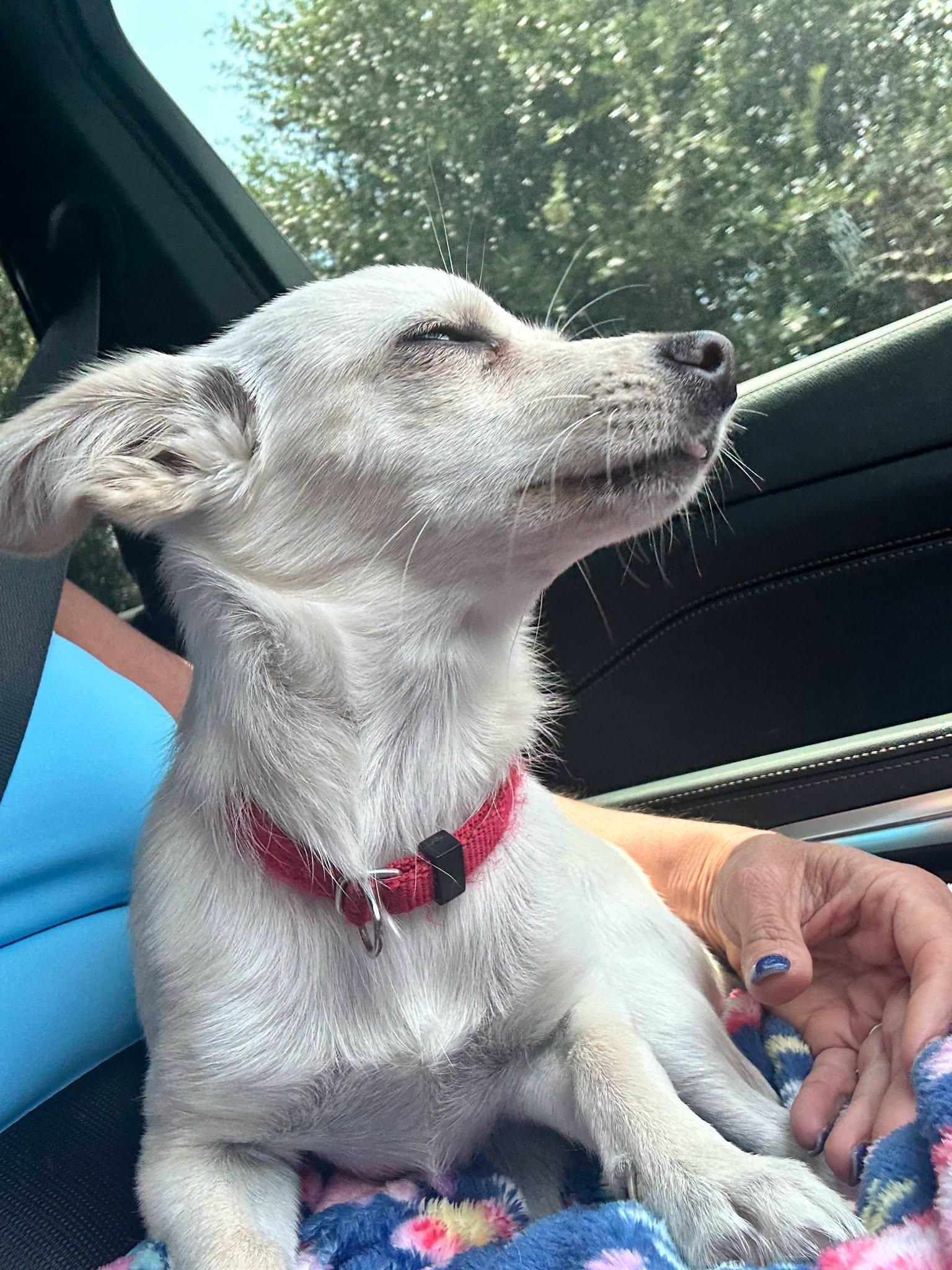 Enlarge Gillian, a Adopted Chihuahua in Austin, TX image 2/6