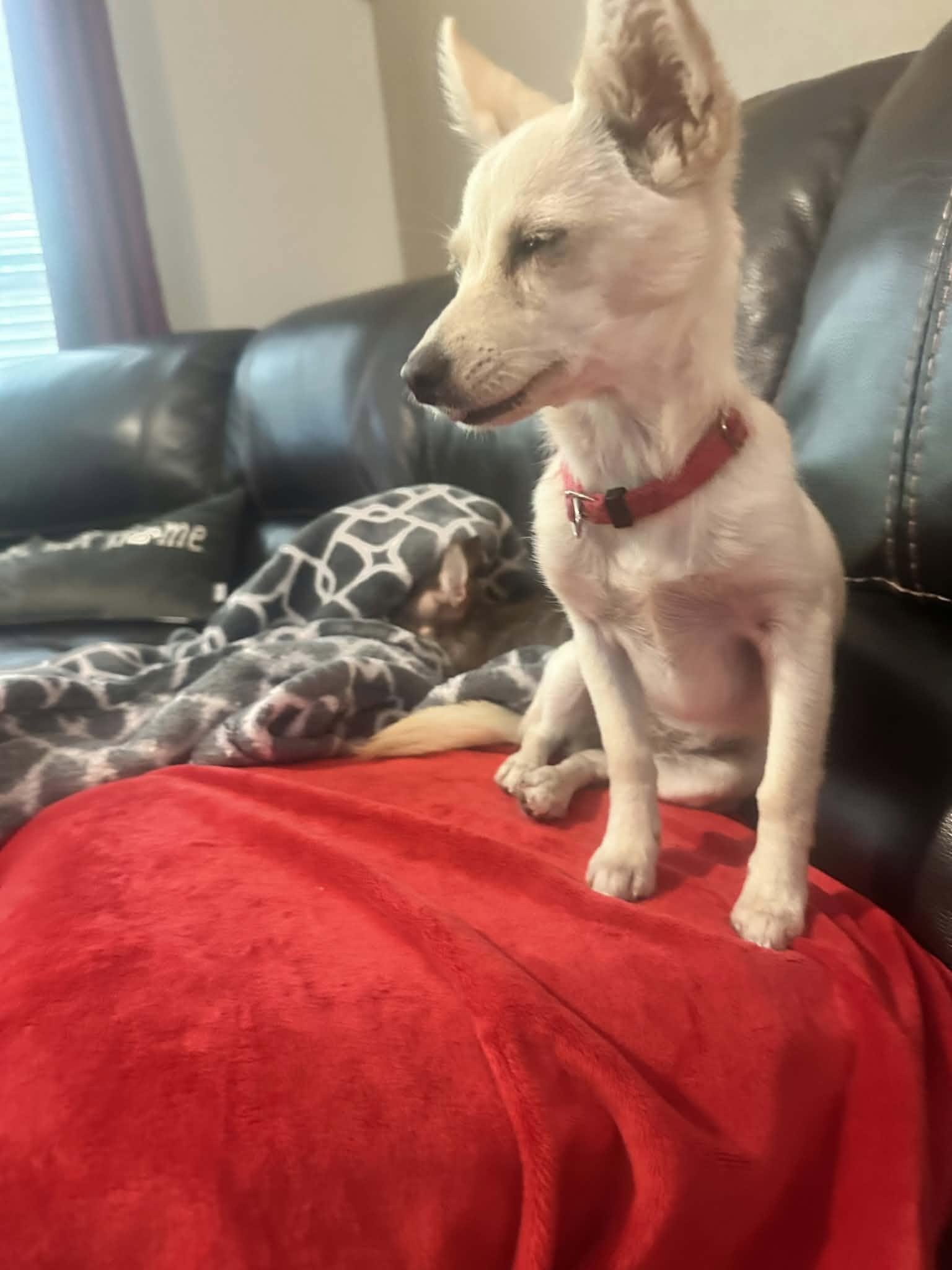 Enlarge Gillian, a Adopted Chihuahua in Austin, TX image 3/6