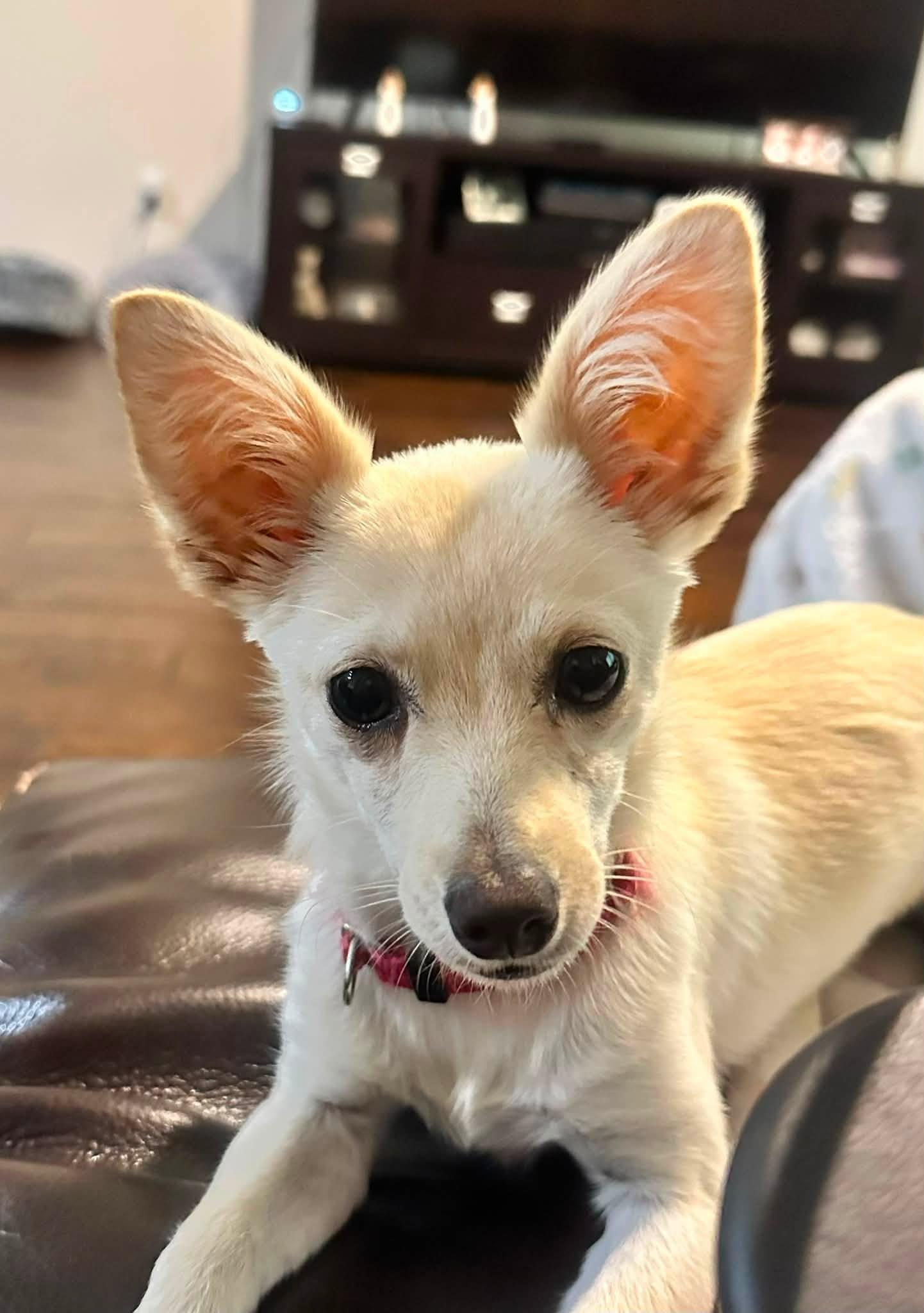 Enlarge Gillian, a Adopted Chihuahua in Austin, TX image 4/6