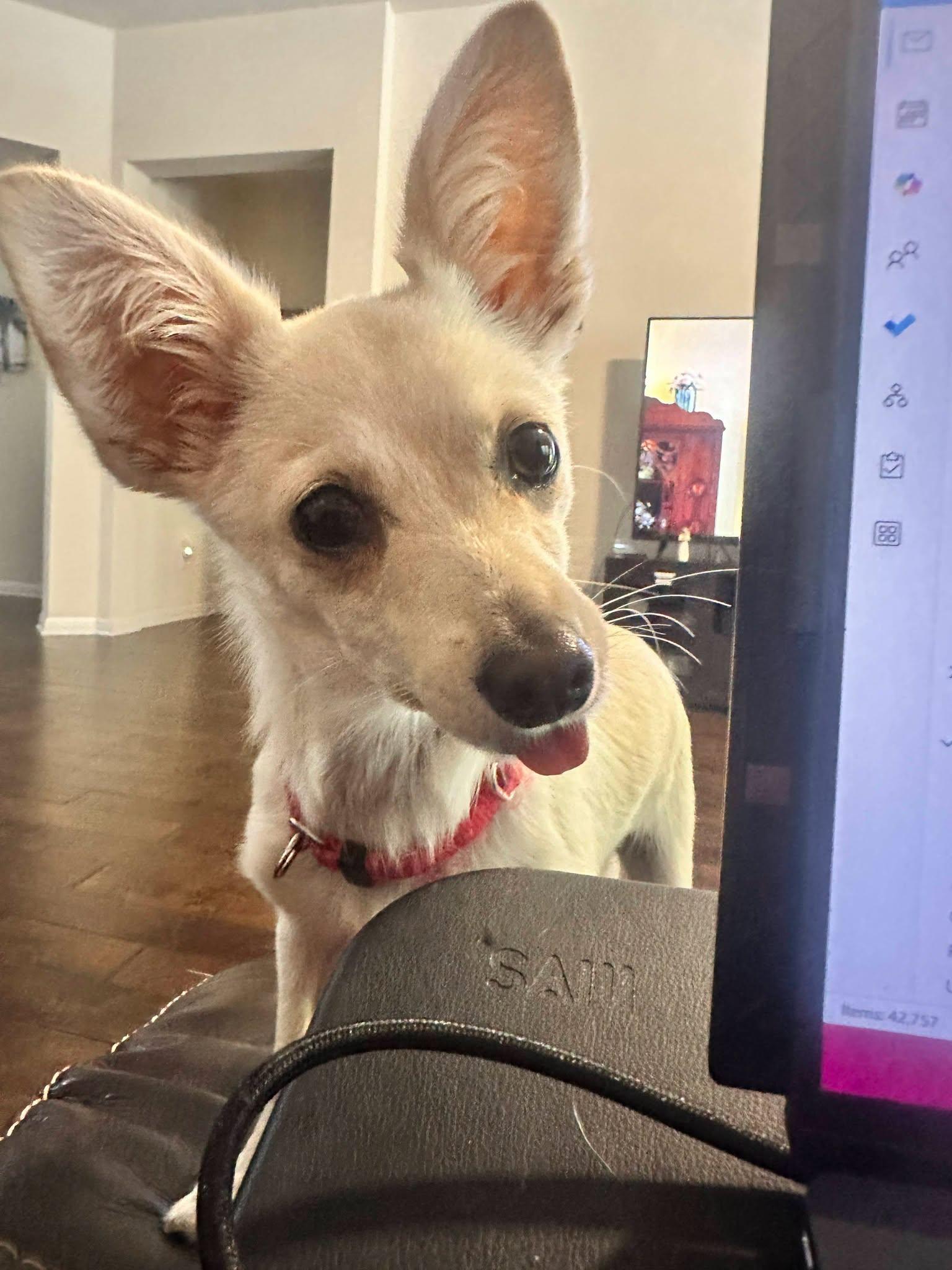 Enlarge Gillian, a Adopted Chihuahua in Austin, TX image 5/6
