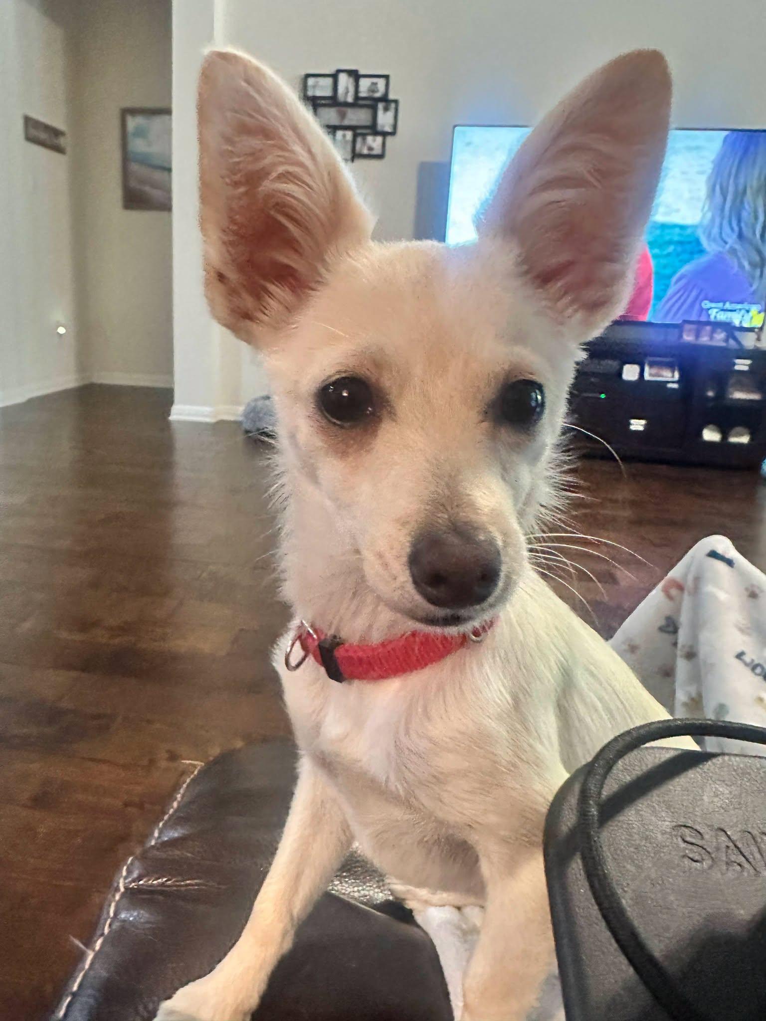 Enlarge Gillian, a Adopted Chihuahua in Austin, TX image 6/6