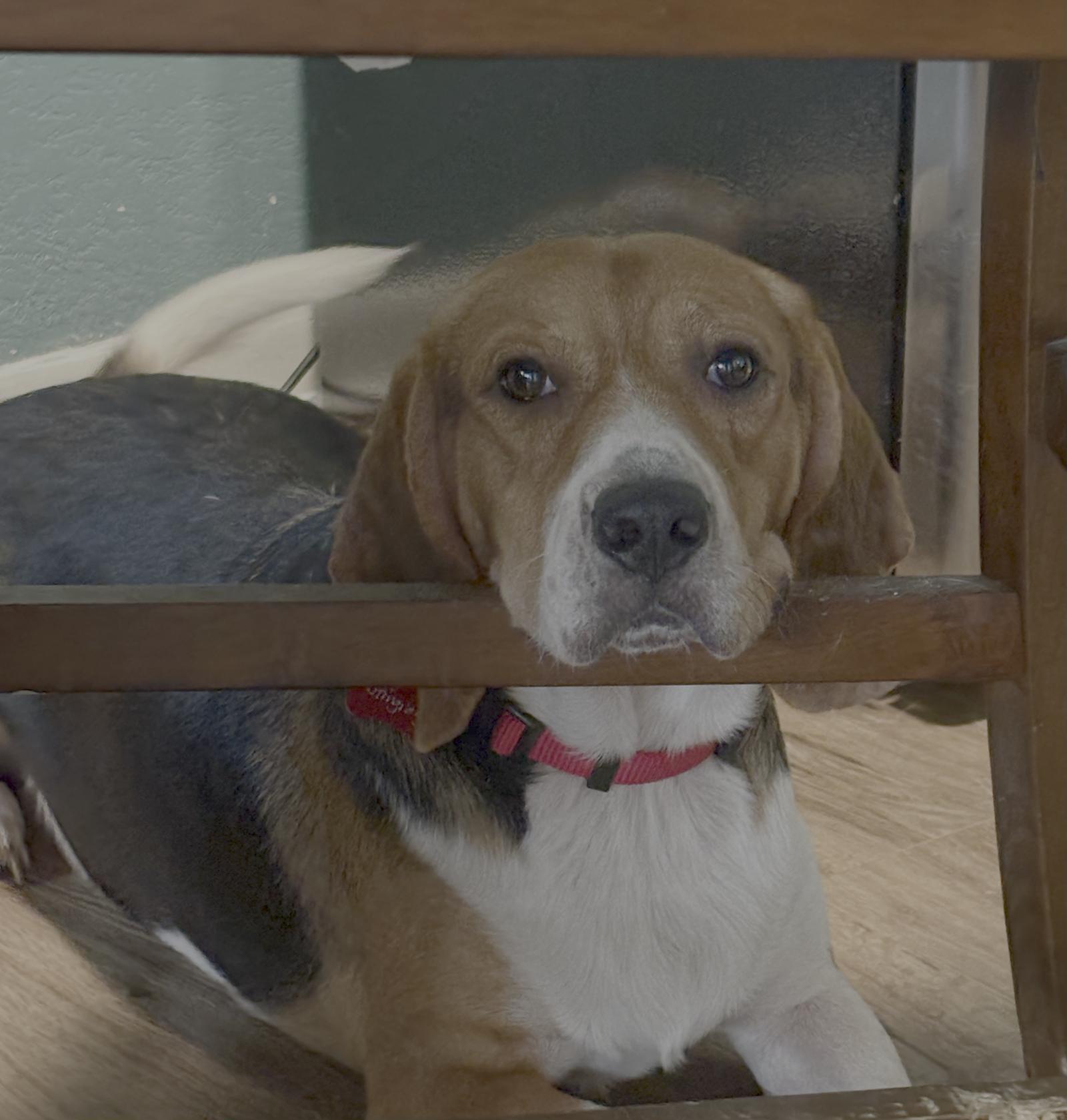 Enlarge Stingray, a Adoptable Beagle in Tampa, FL image 1/3