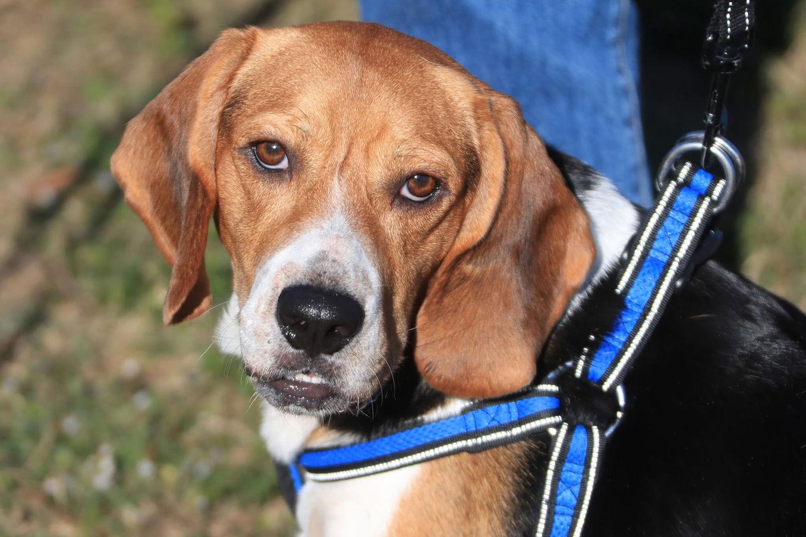 Enlarge Stingray, a Adoptable Beagle in Tampa, FL image 2/3