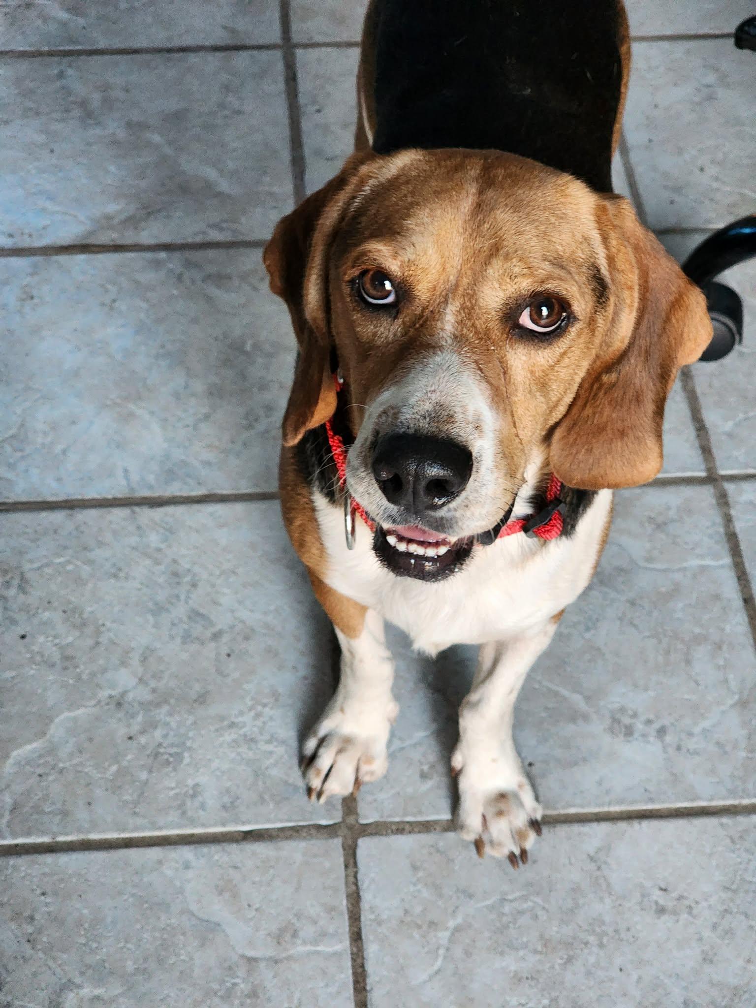 Enlarge Stingray, a Adoptable Beagle in Tampa, FL image 3/3