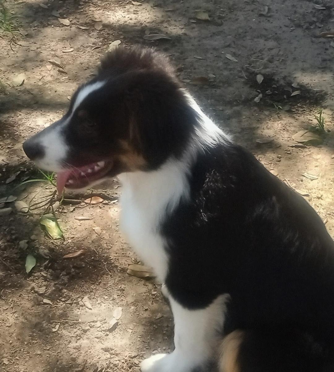 Louie, a Adoptable Australian Shepherd in Silsbee, TX image 4/5