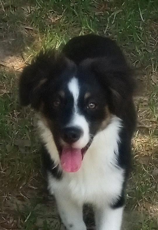 Louie, Adoptable, Young Male Australian Shepherd.