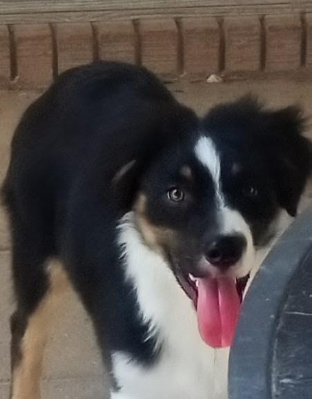 Louie, a Adoptable Australian Shepherd in Silsbee, TX image 5/5