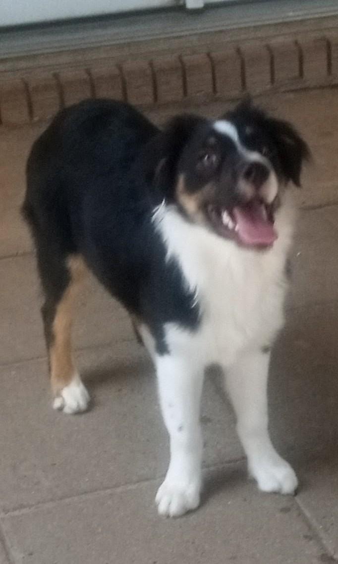Louie, a Adoptable Australian Shepherd in Silsbee, TX image 2/5