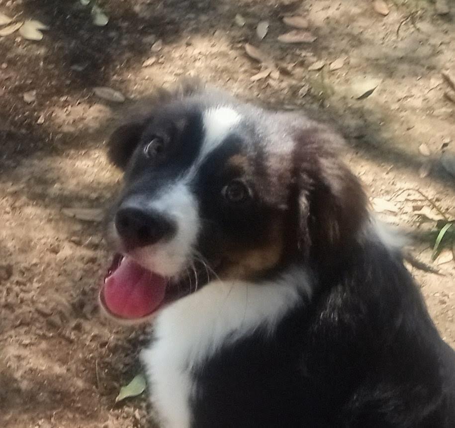 Louie, a Adoptable Australian Shepherd in Silsbee, TX image 3/5