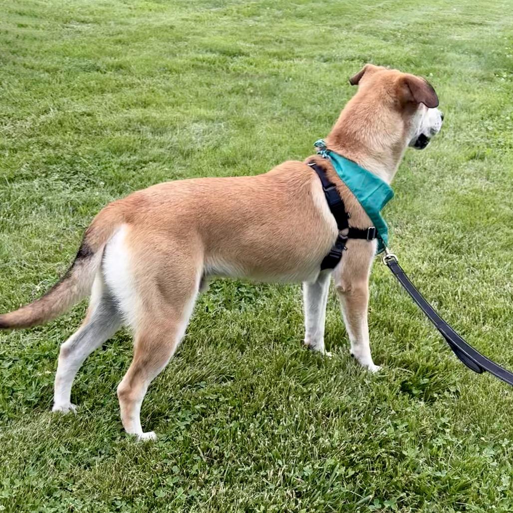 Allen P4P, Adoptable, Young Male Labrador Retriever & Mixed Breed.
