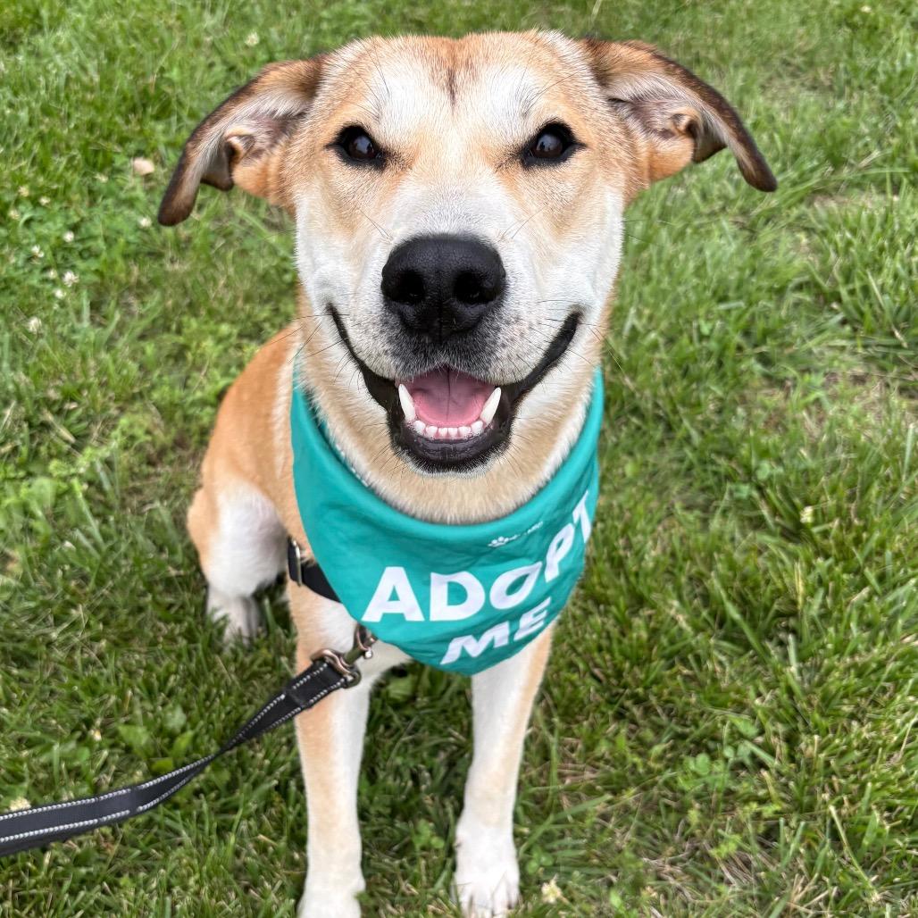 Allen P4P, a Adoptable mixed breed in St Joseph, MO image 3/6