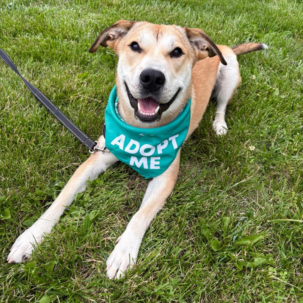 Allen P4P, a Adoptable mixed breed in St Joseph, MO image 6/6