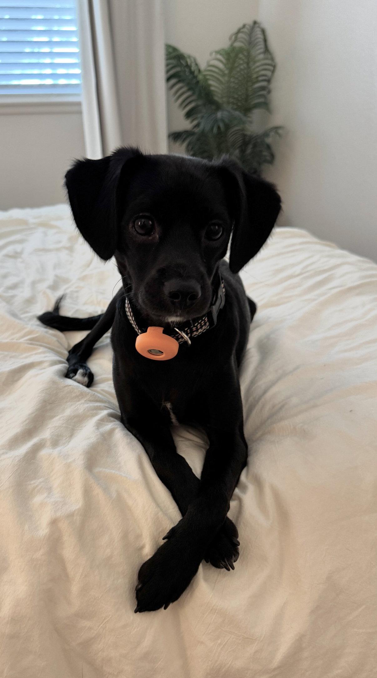 Baxter, Adoptable, Young Male Spaniel & Chihuahua.