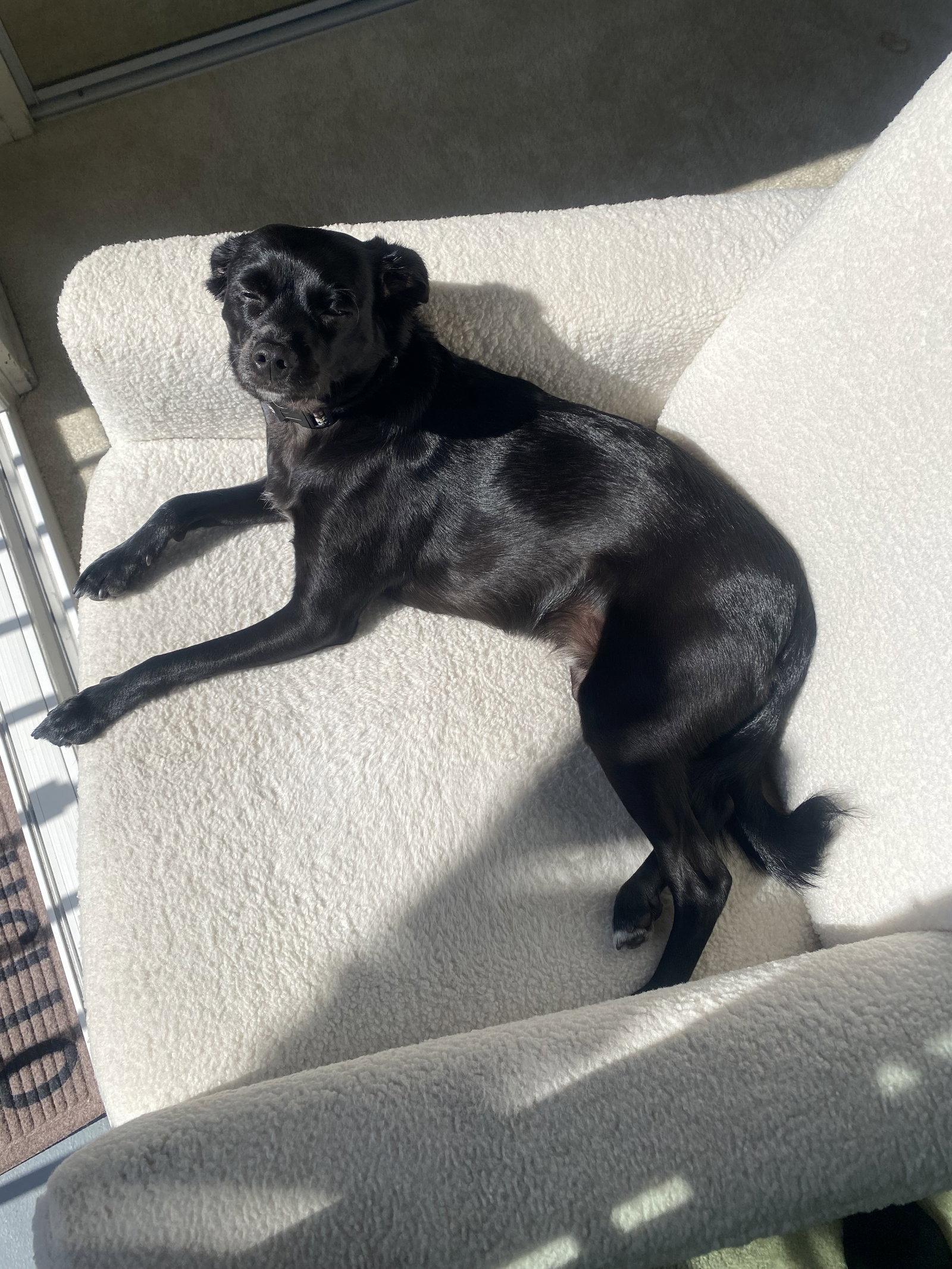 Enlarge Baxter, a Adoptable mixed breed in Capistrano Beach, CA image 2/3