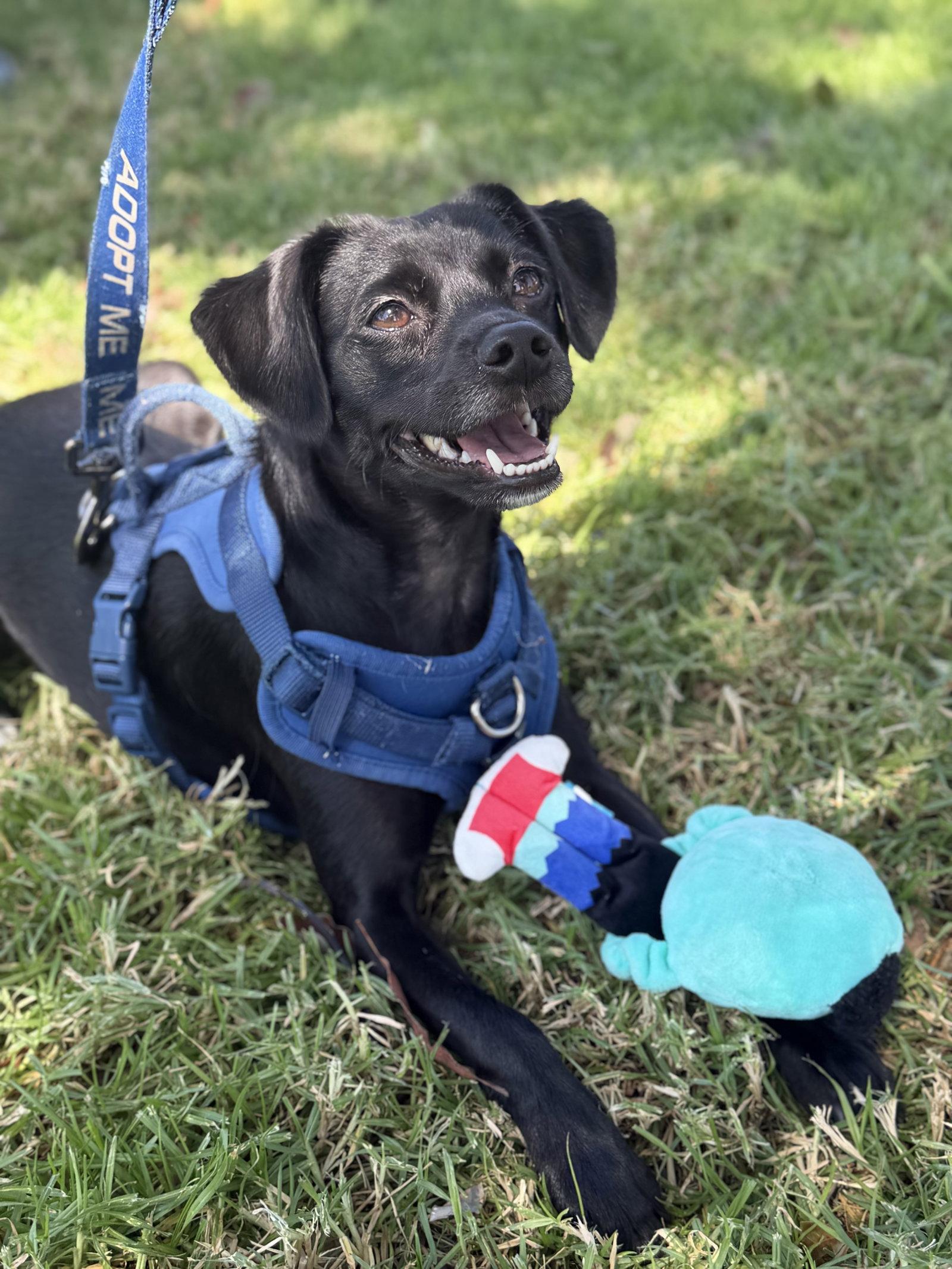 Enlarge Baxter, a Adoptable mixed breed in Capistrano Beach, CA image 2/3