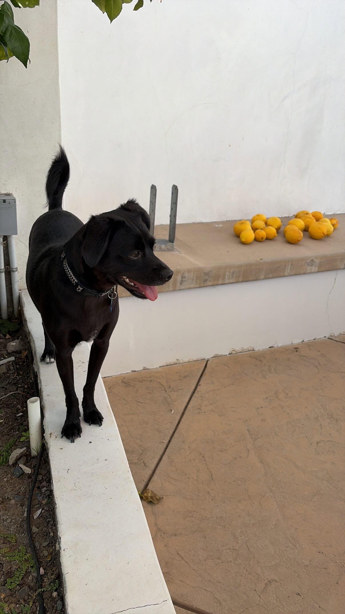 Enlarge Baxter, a Adoptable mixed breed in Capistrano Beach, CA image 3/3