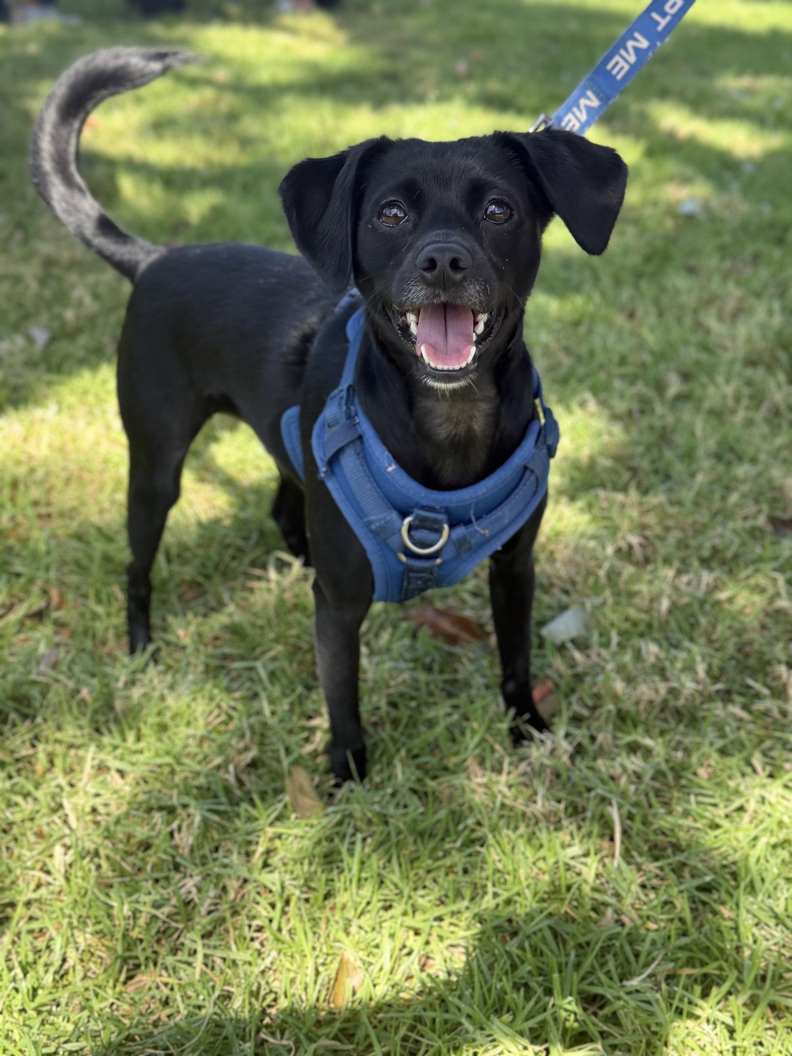 Enlarge Baxter, a Adoptable mixed breed in Capistrano Beach, CA image 3/3