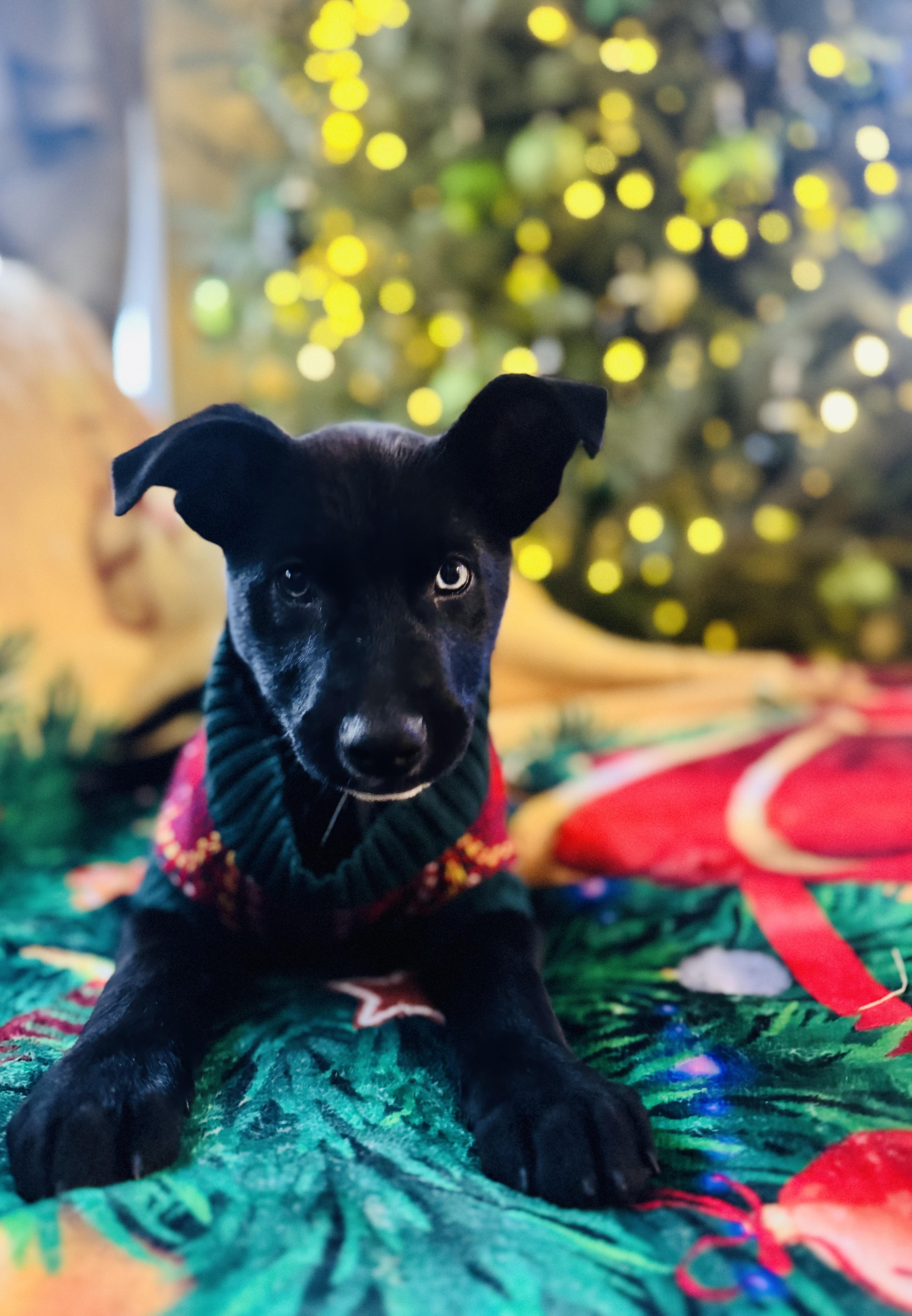 Xena, Adoptable, Young Female German Shepherd Dog.