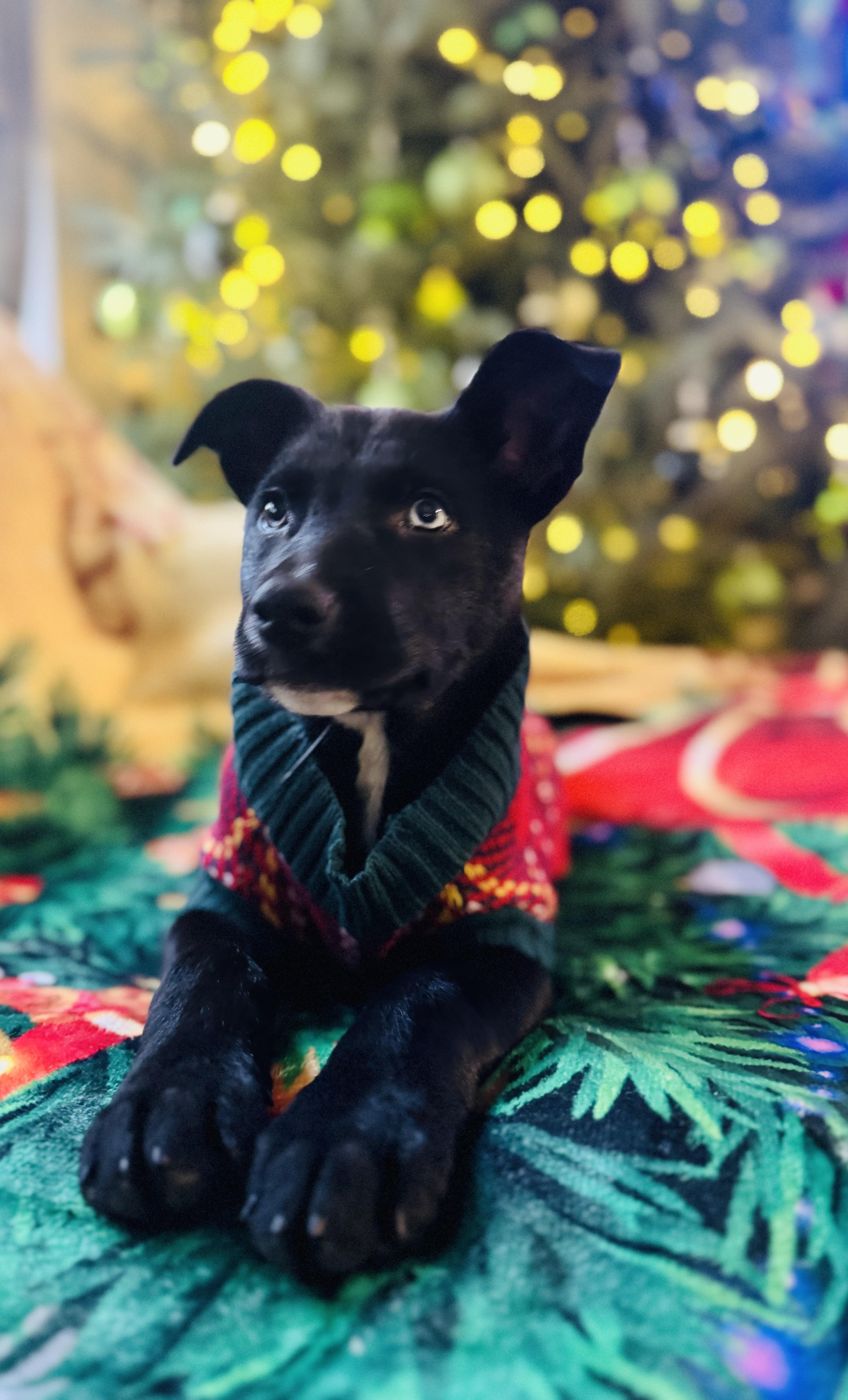 Enlarge Xena, a other mixed breed in Albemarle, NC image 2/3