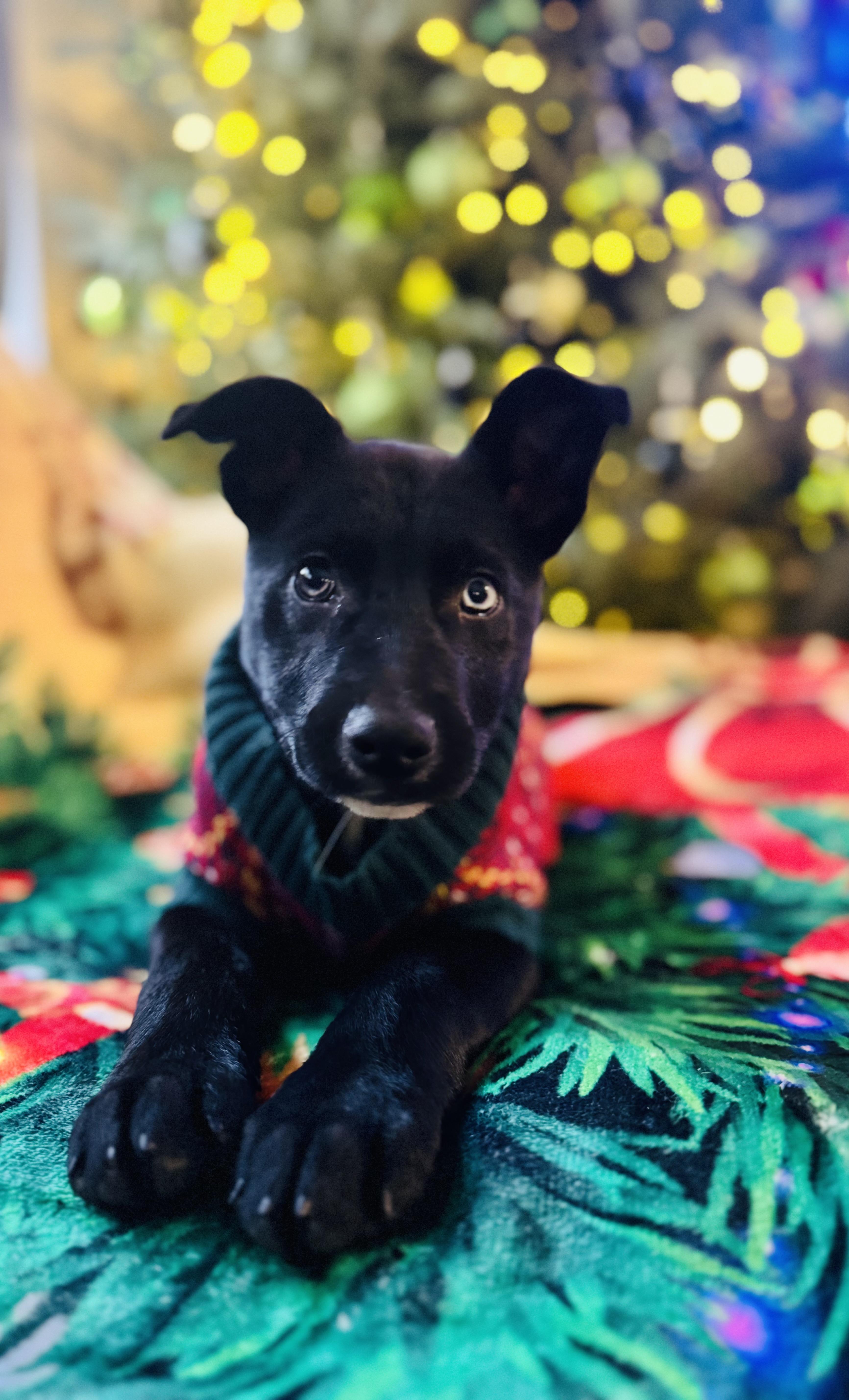 Enlarge Xena, a other mixed breed in Albemarle, NC image 3/3