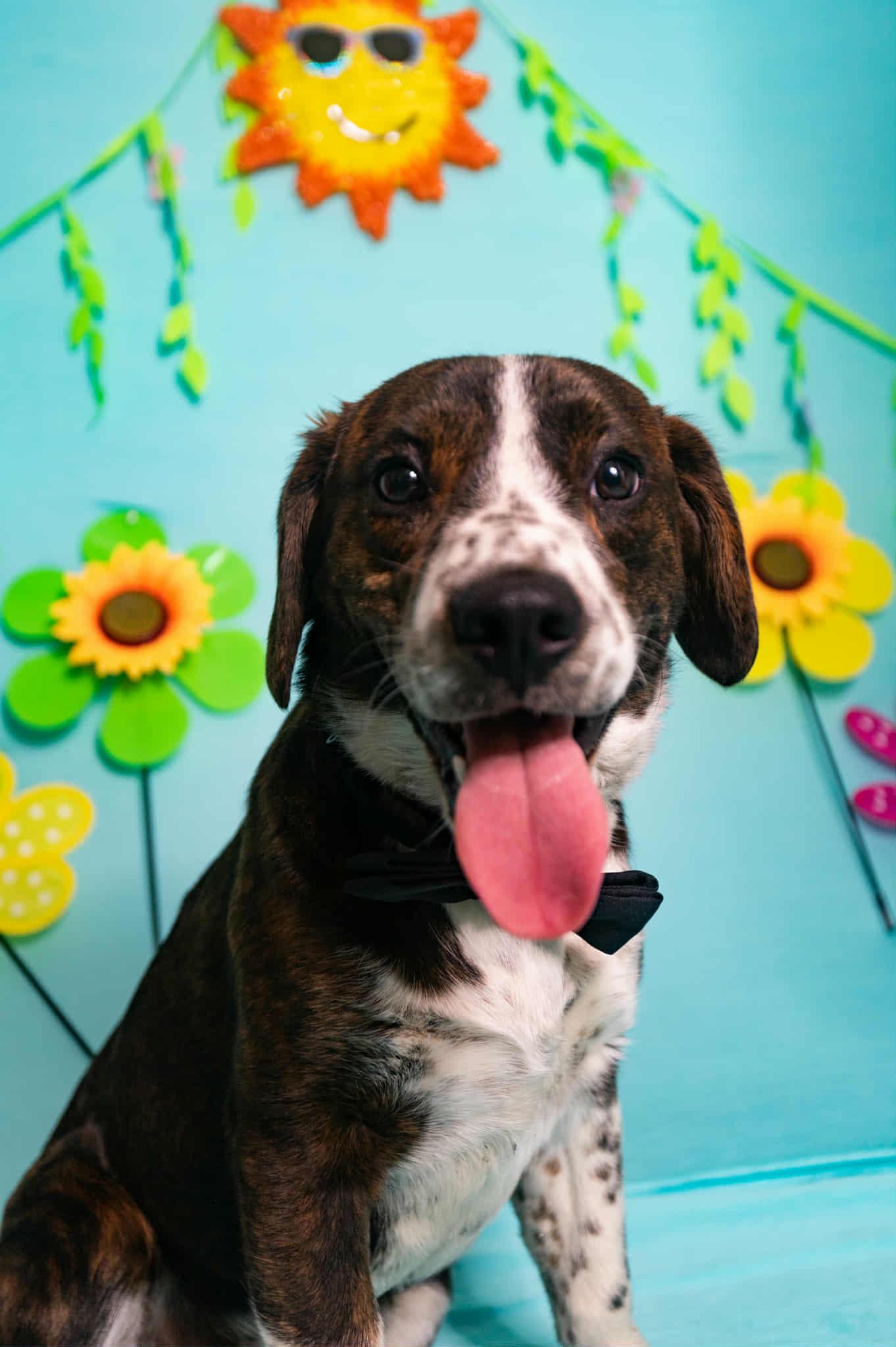Enlarge Patch, an adoption pending mixed breed in Manhasset, NY image 2/5