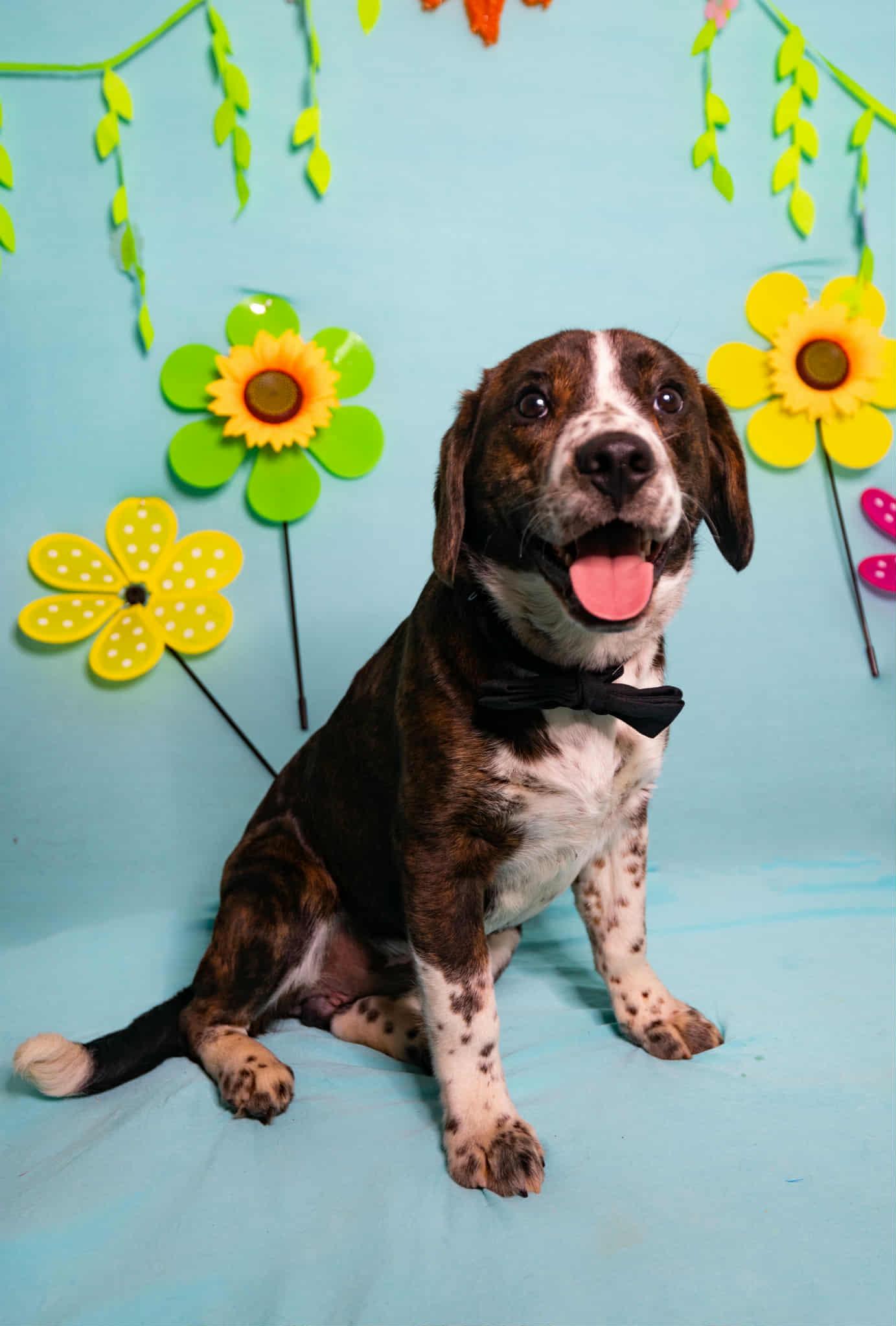 Patch, ADOPTABLE, Puppy Male Beagle.