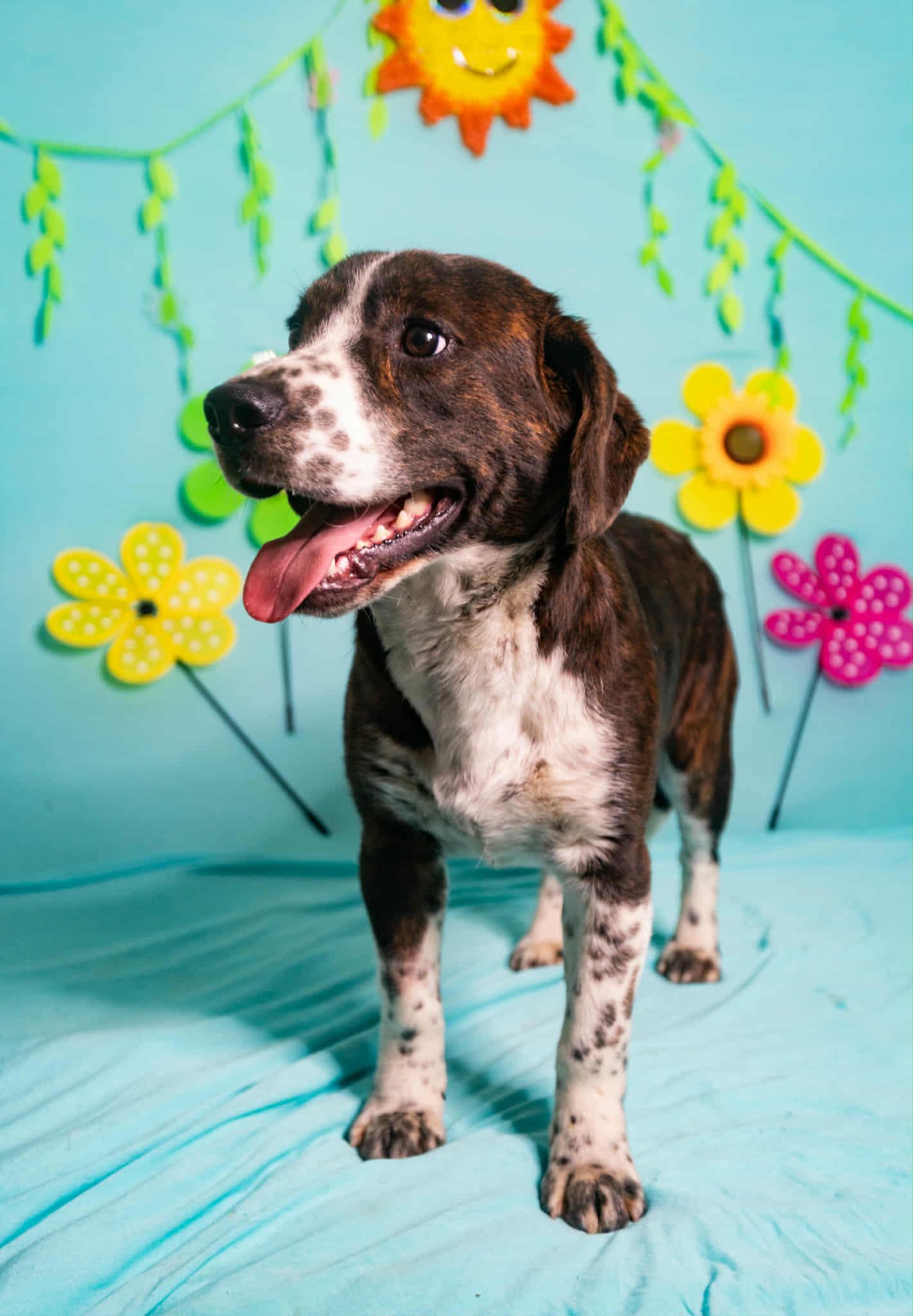 Enlarge Patch, an adoption pending mixed breed in Manhasset, NY image 4/5