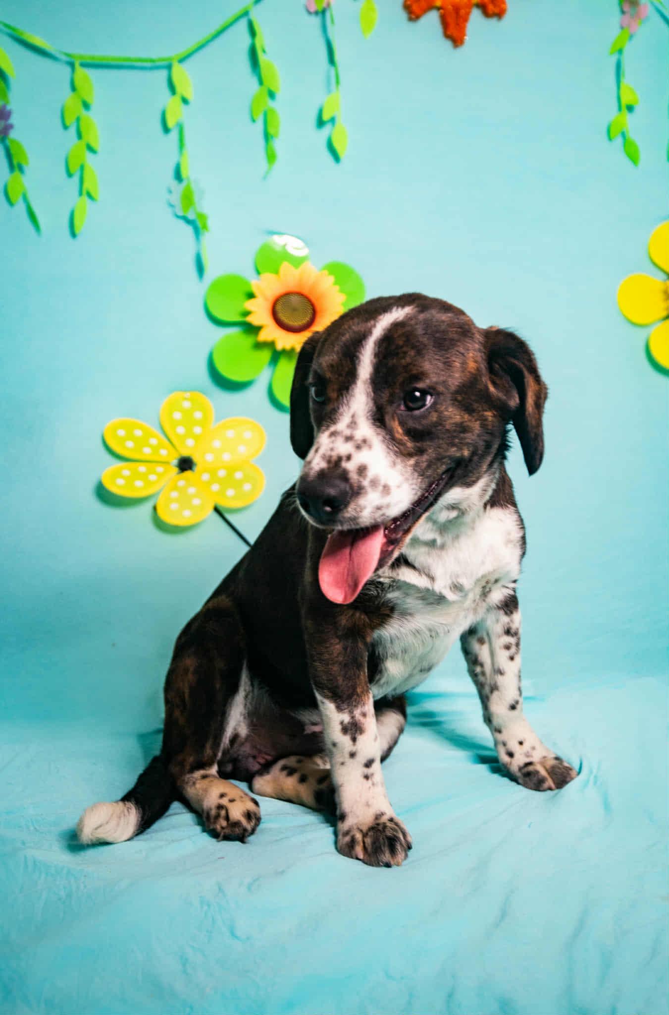 Enlarge Patch, an adoption pending mixed breed in Manhasset, NY image 5/5
