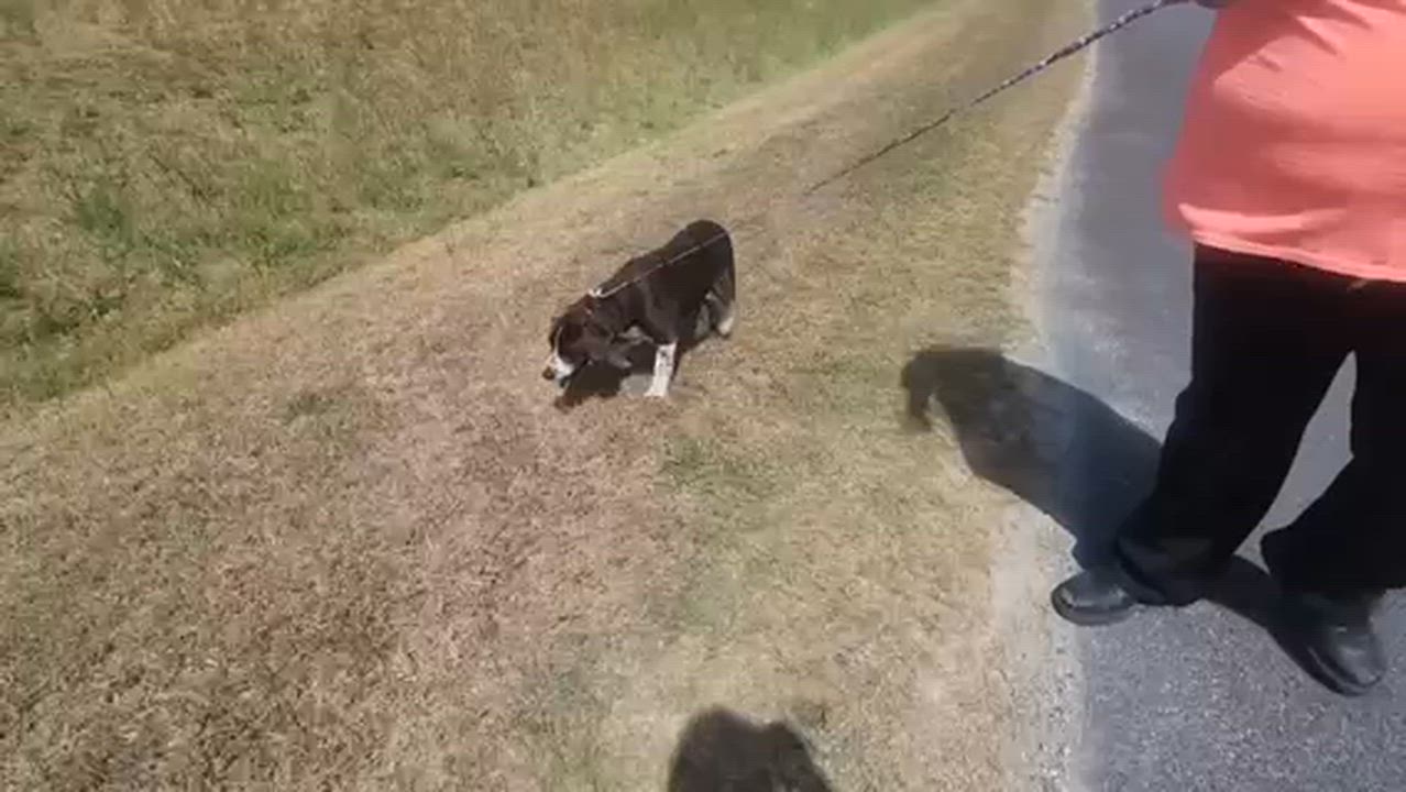 Enlarge Patch, an adoption pending mixed breed in Manhasset, NY video 3/5