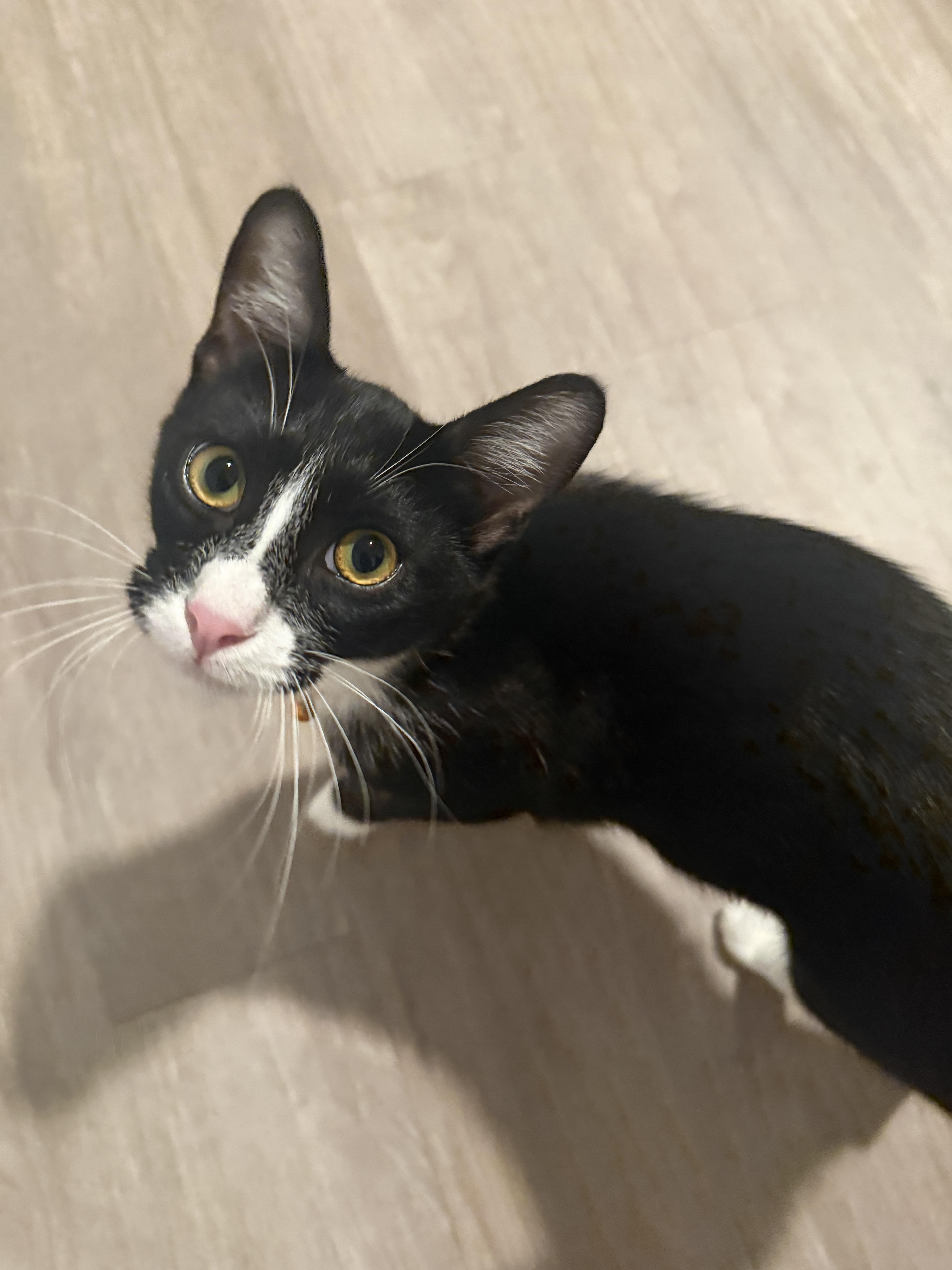 Enlarge Carrey, an adoptable Domestic Short Hair in Orange, CA image 4/4