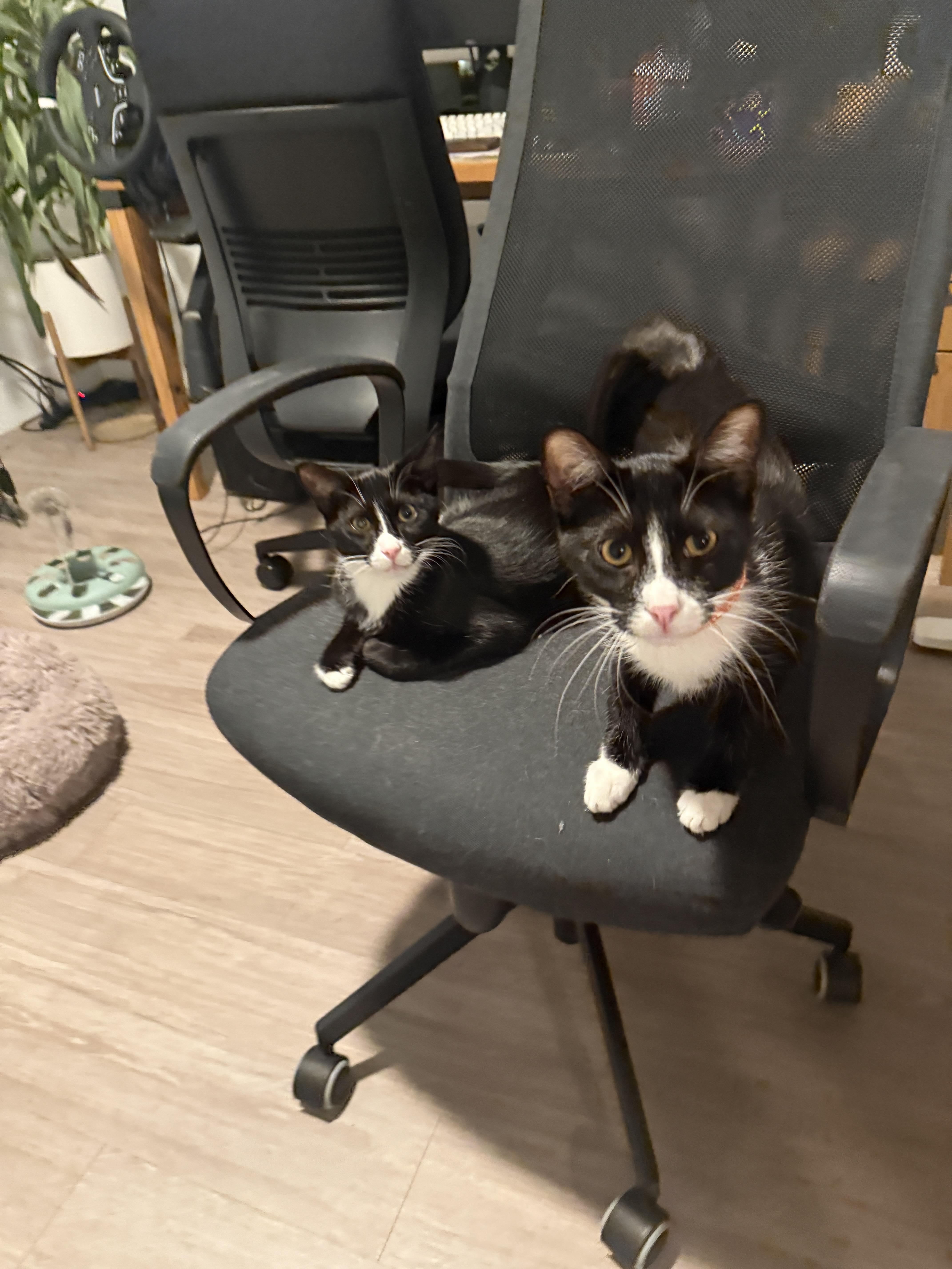 Enlarge Carrey, an adoptable Domestic Short Hair in Orange, CA image 3/4