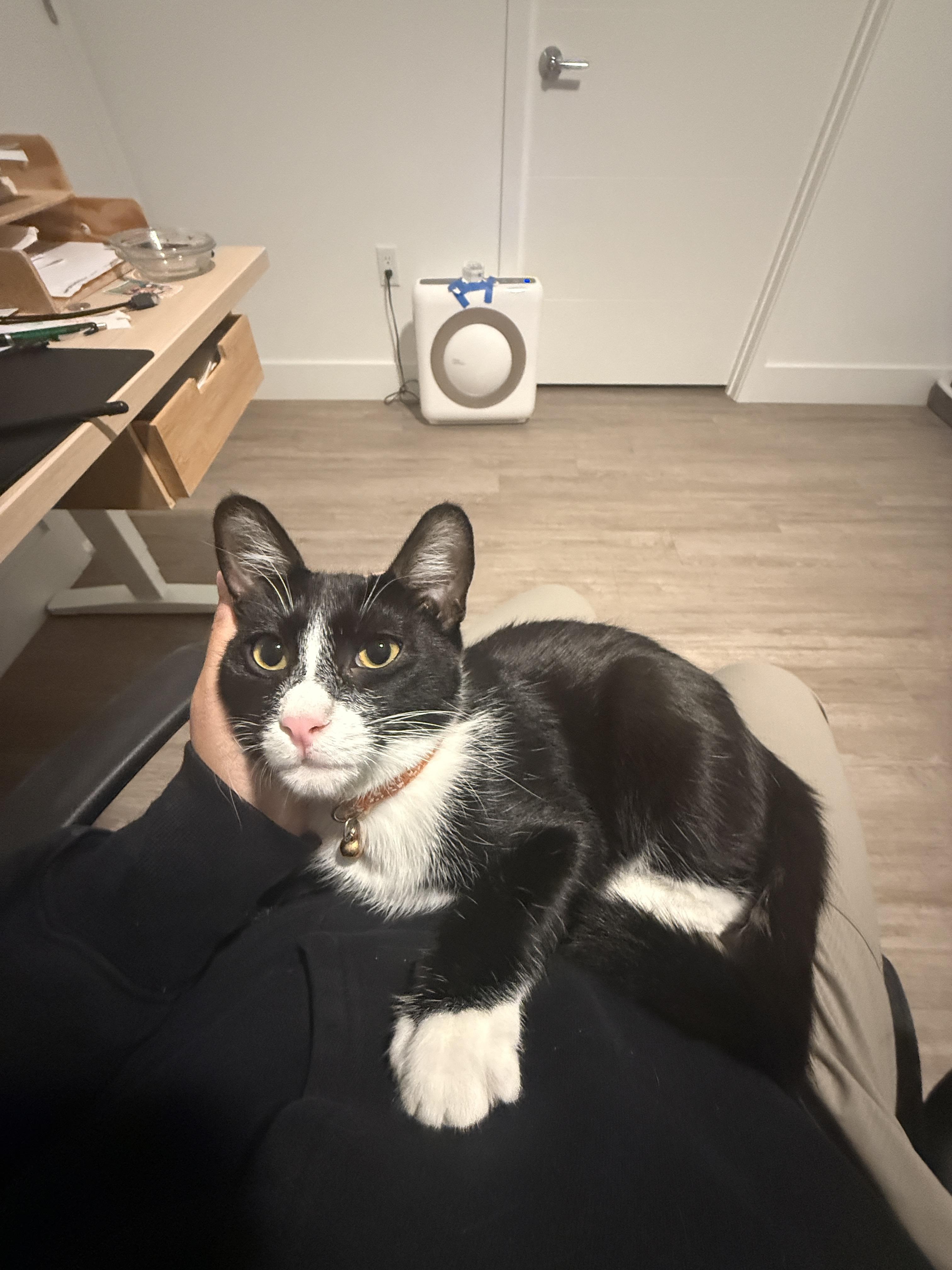 Enlarge Carrey, an adoptable Domestic Short Hair in Orange, CA image 2/4