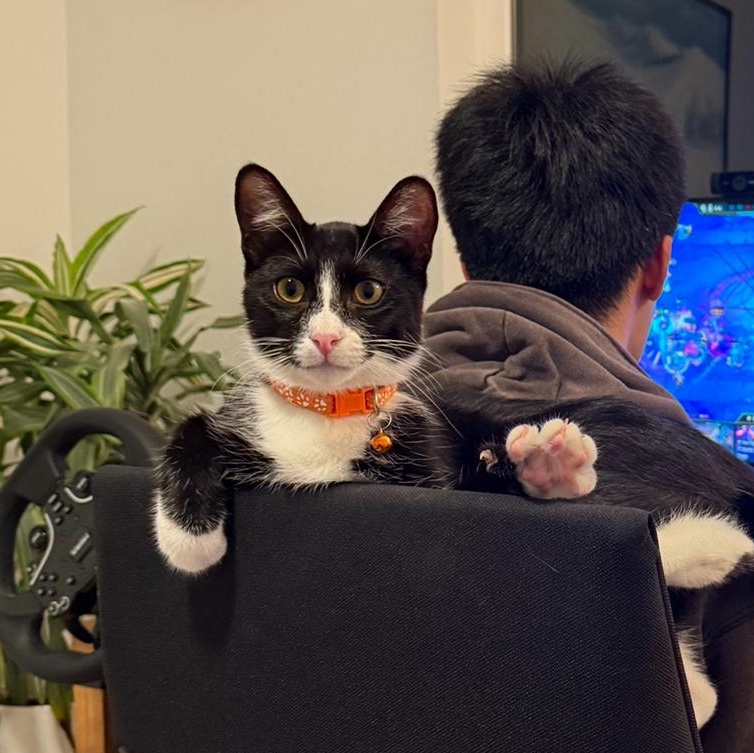 Enlarge Carrey, an adoptable Domestic Short Hair in Orange, CA image 1/4