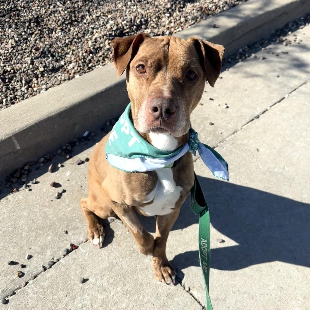 Benelli, Adoptable, Senior Male Pit Bull Terrier.