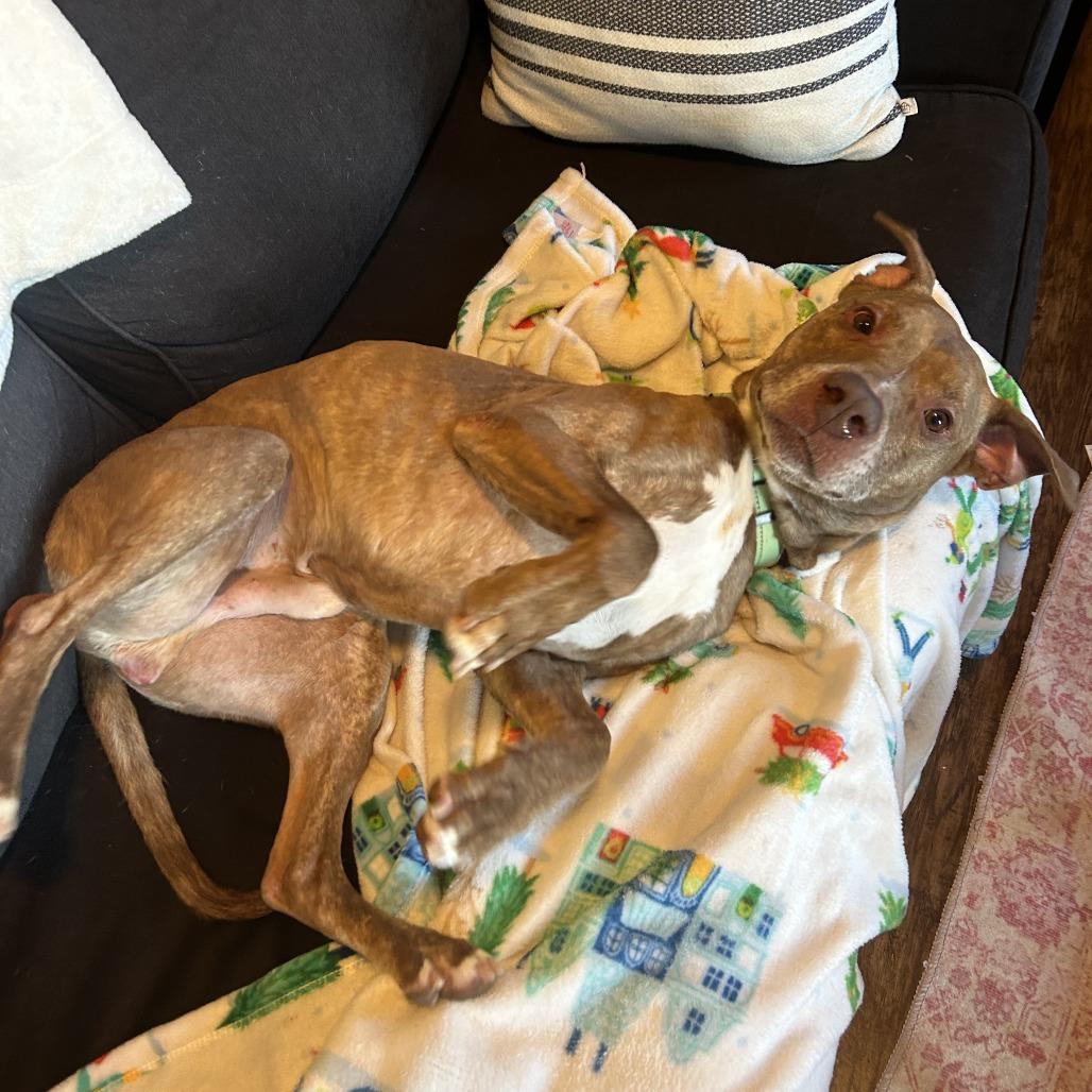 Enlarge Benelli, a Adoptable Pit Bull Terrier in Columbia, MO image 2/6