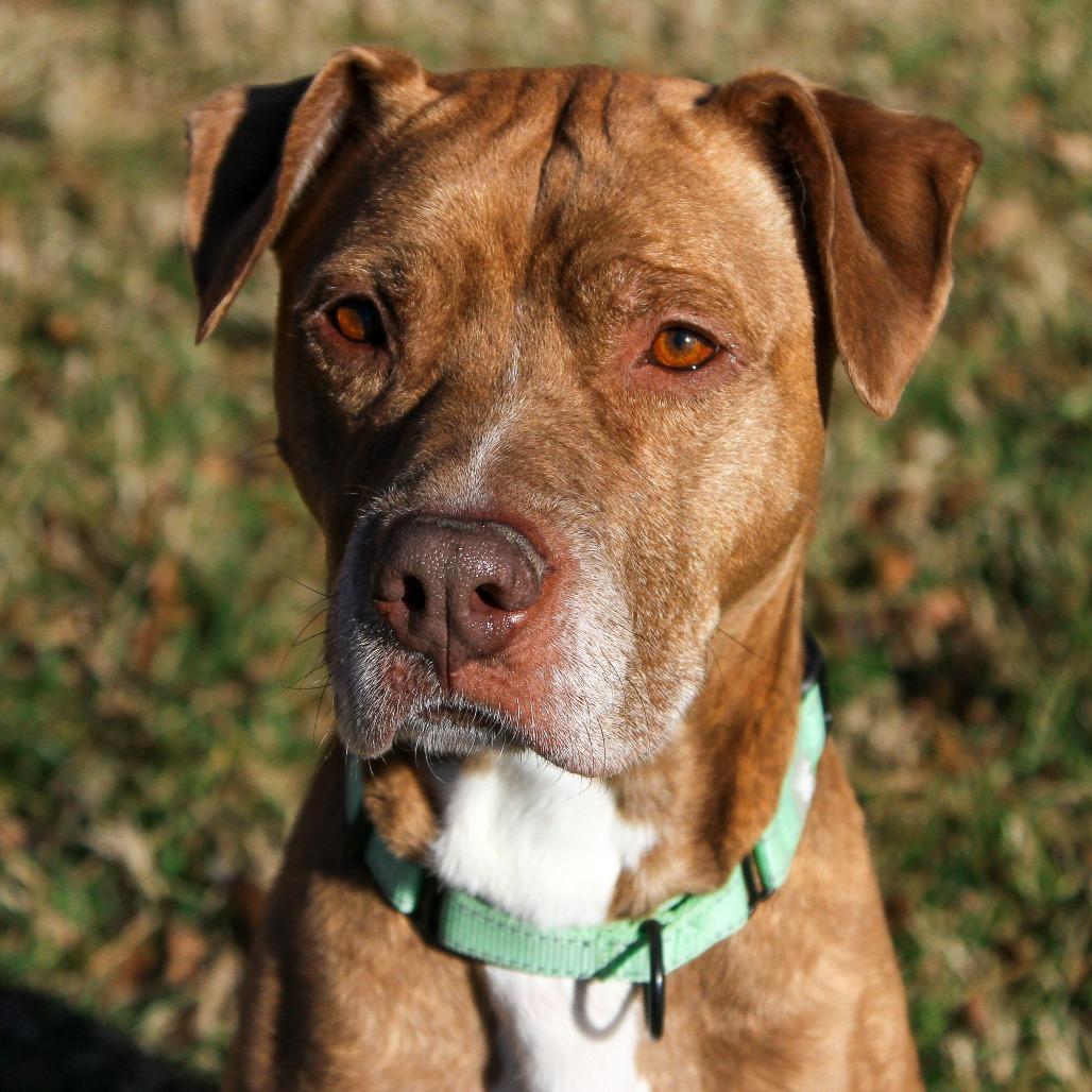 Enlarge Benelli, a Adoptable Pit Bull Terrier in Columbia, MO image 3/6