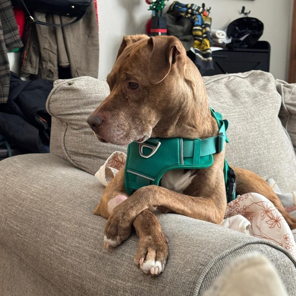 Enlarge Benelli, a Adoptable Pit Bull Terrier in Columbia, MO image 4/6