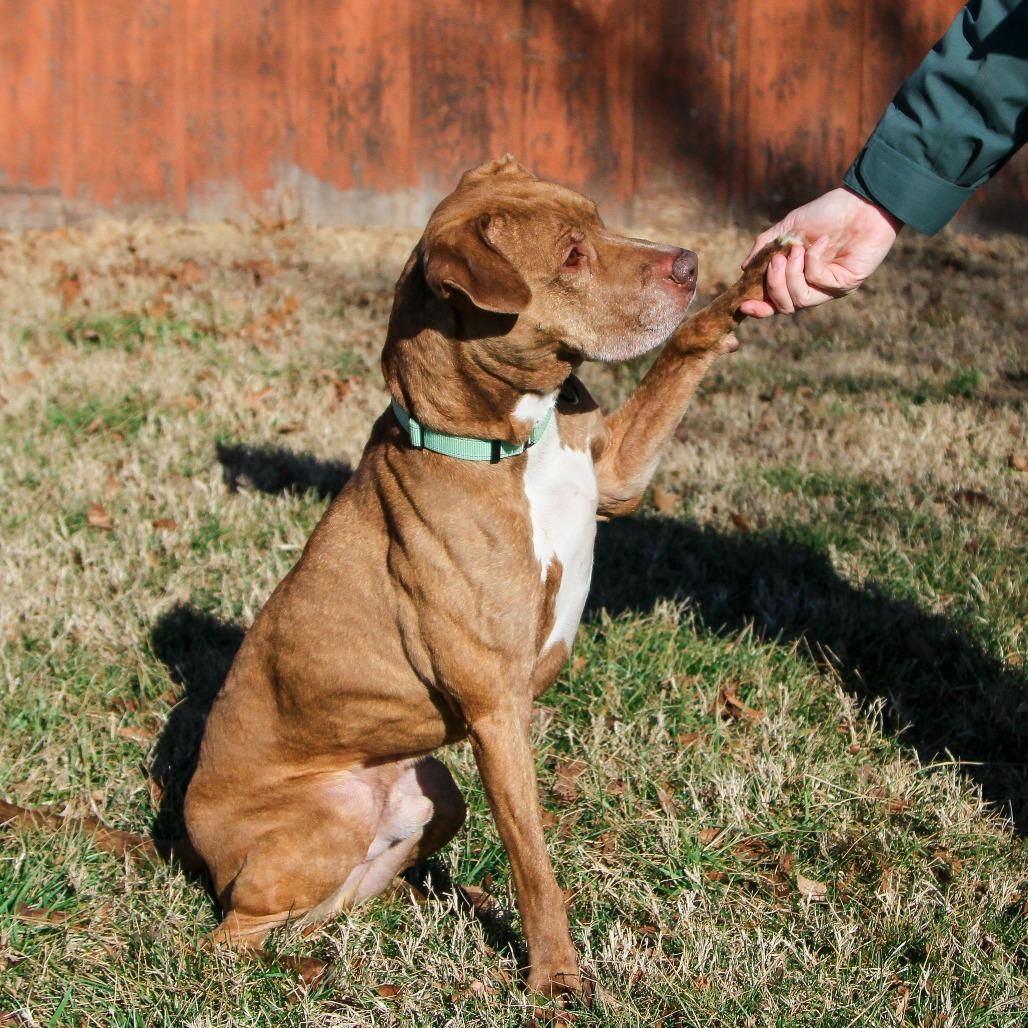 Enlarge Benelli, a Adoptable Pit Bull Terrier in Columbia, MO image 5/6
